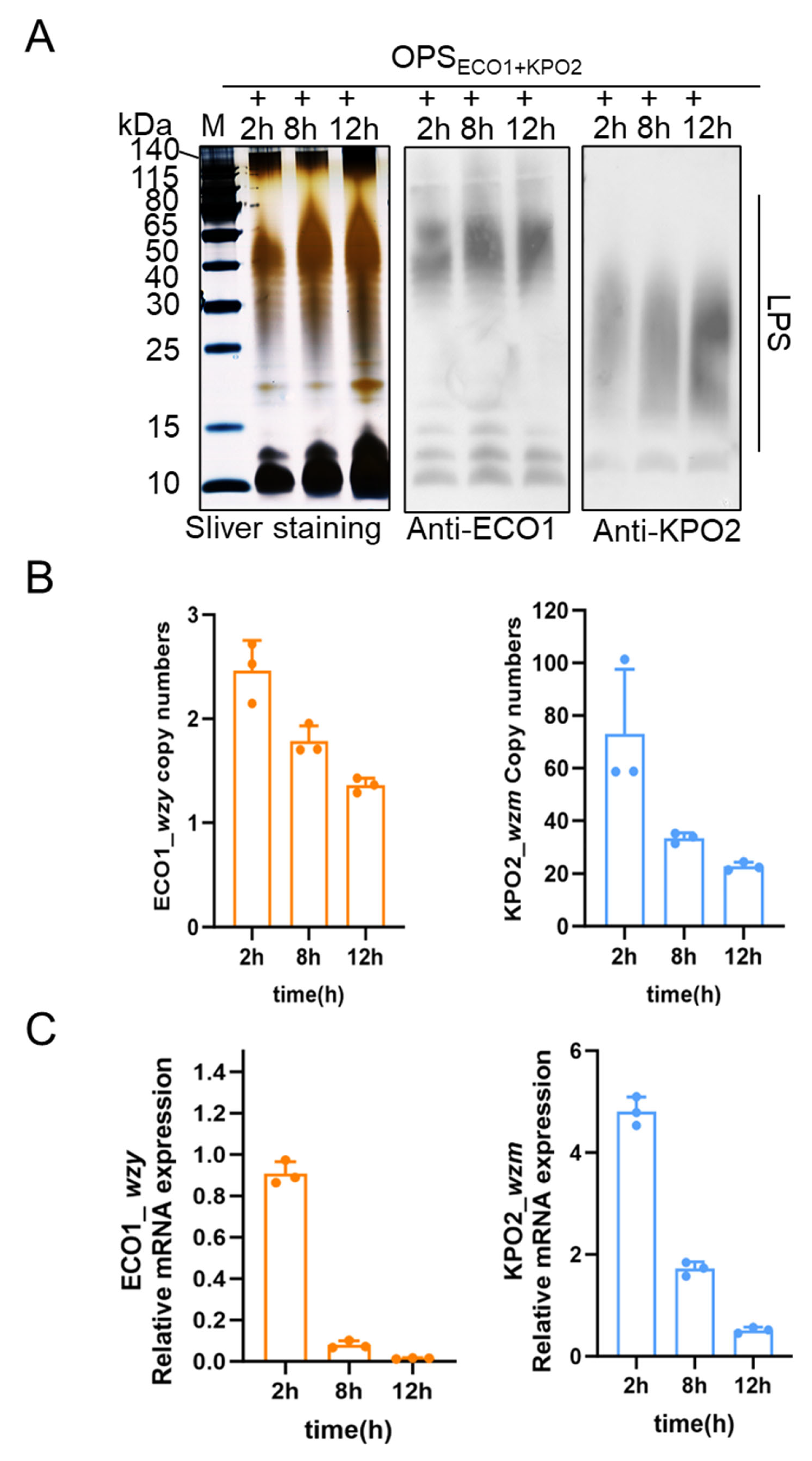Life 15 00858 g003 Life 15 00858 g003
