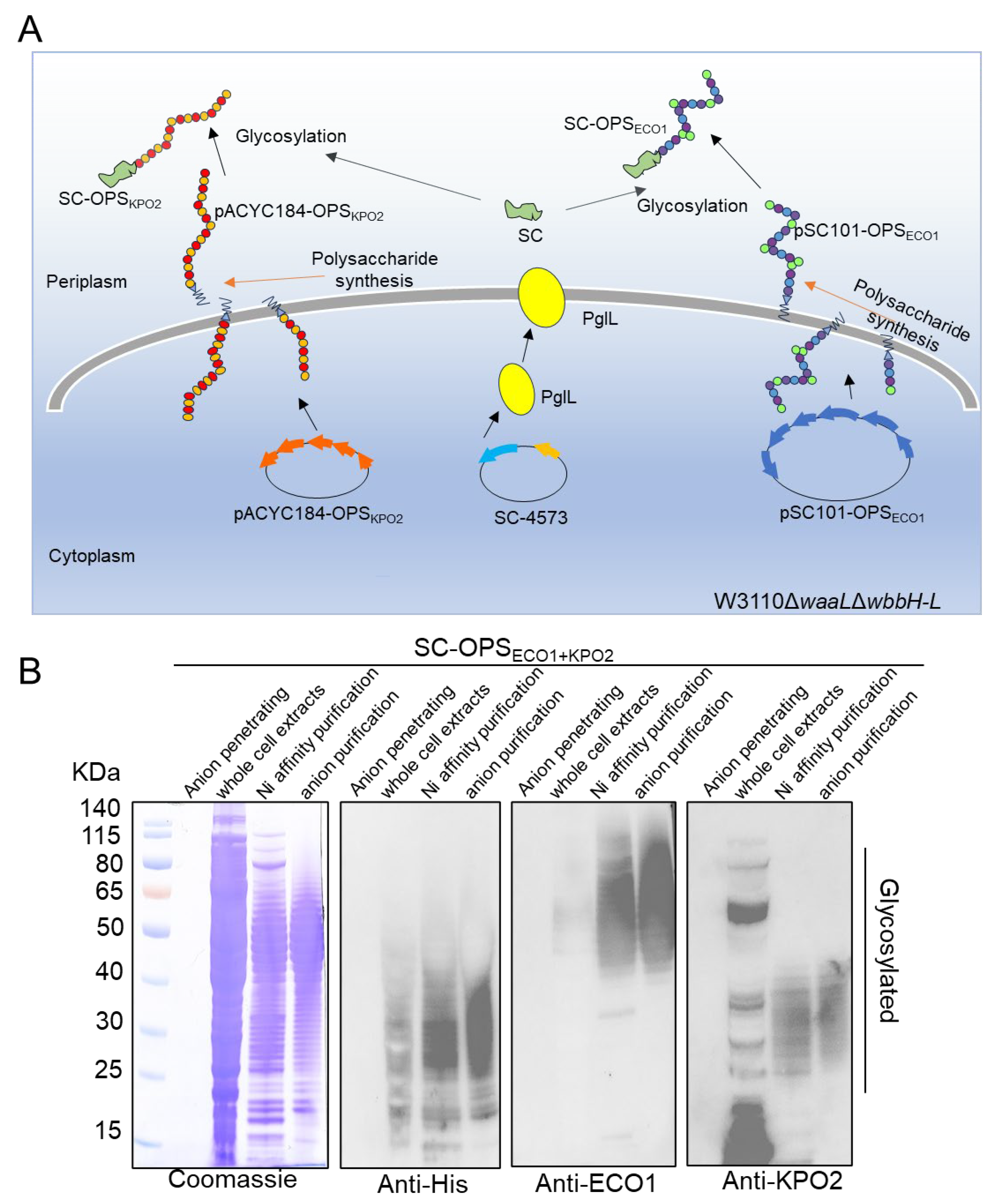Life 15 00858 g004 Life 15 00858 g004