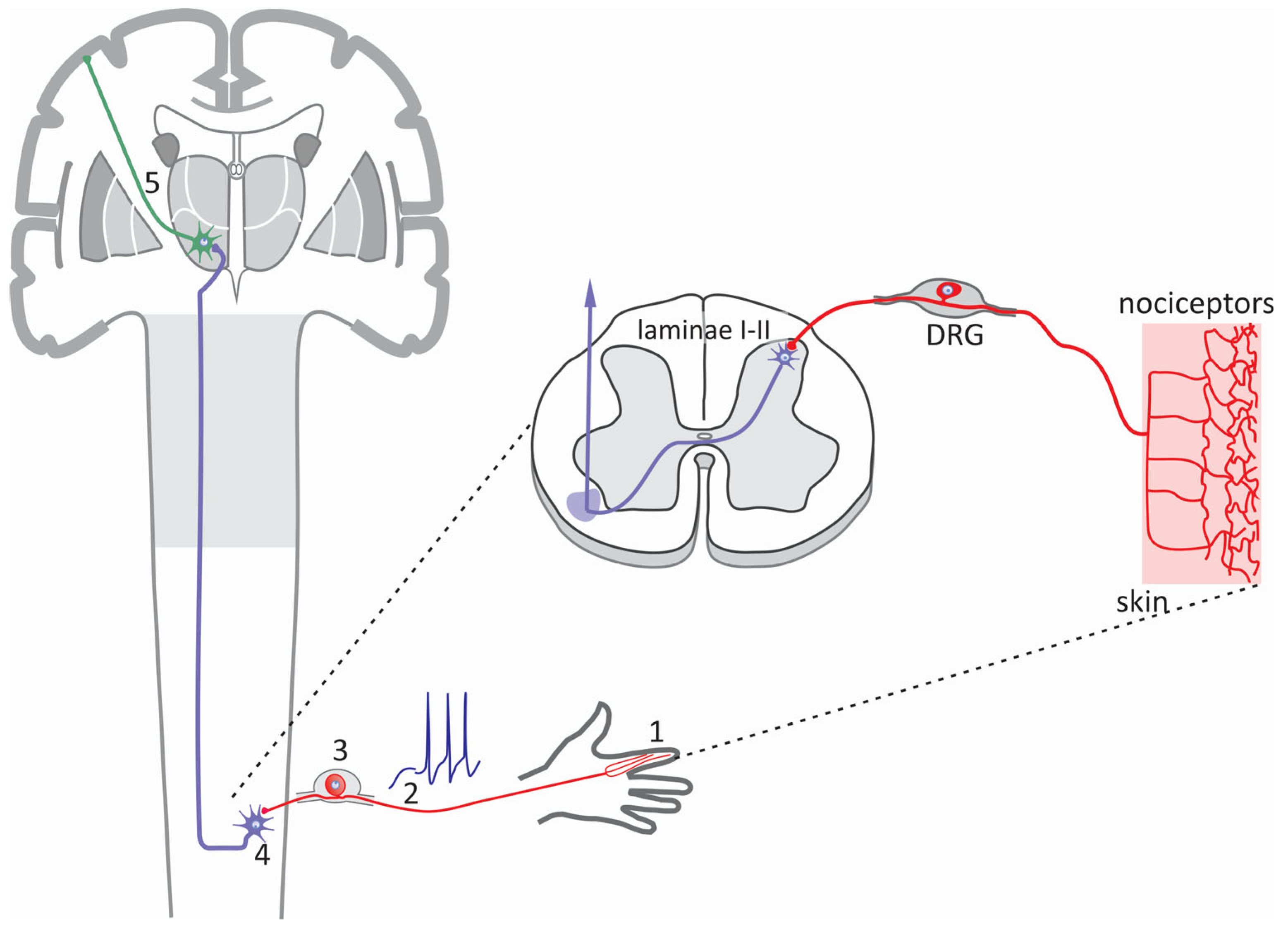 Life 15 00888 g001 Life 15 00888 g001