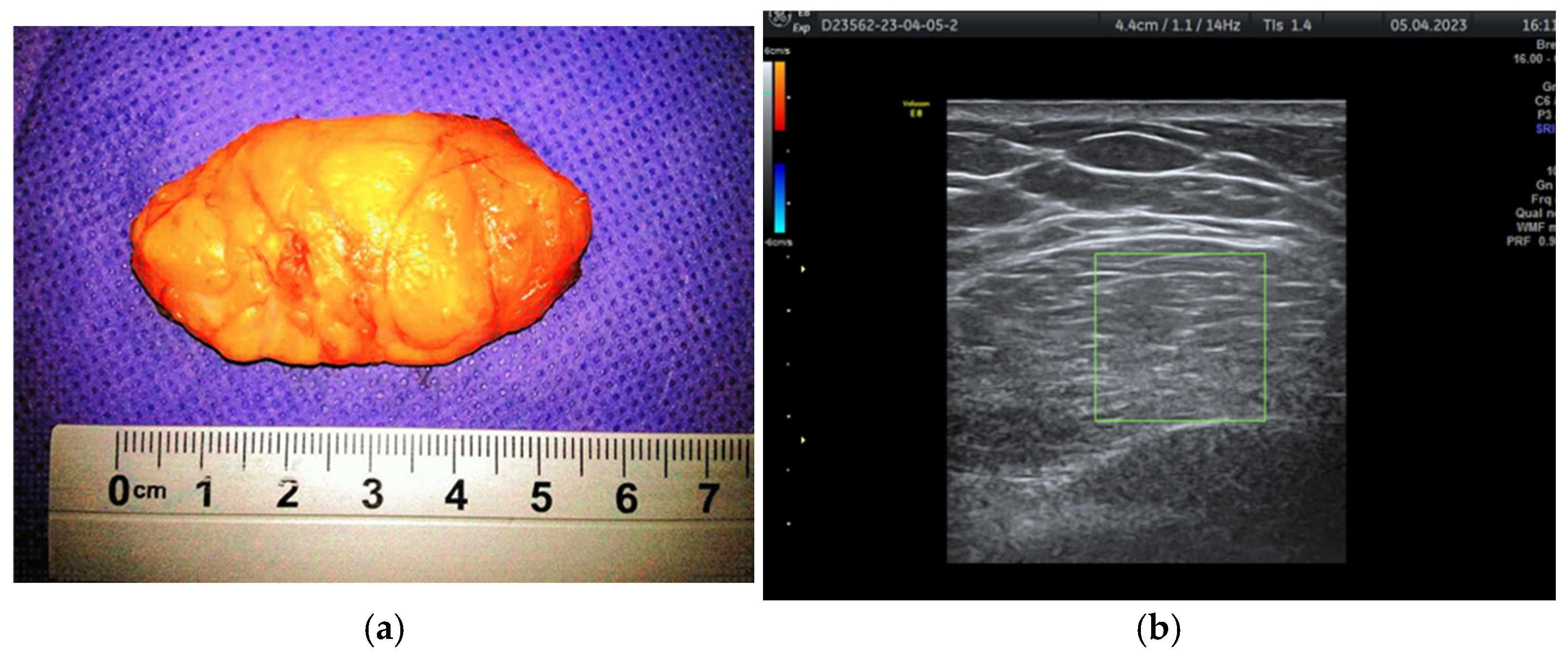 Life 15 01076 g004 Life 15 01076 g004