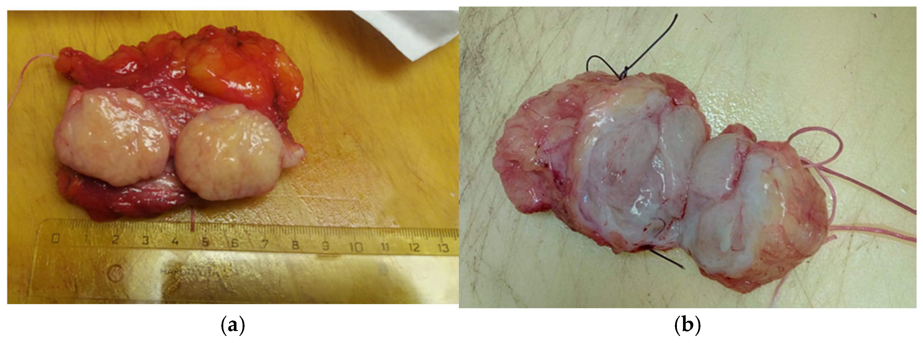 Life 15 01076 g006 Life 15 01076 g006