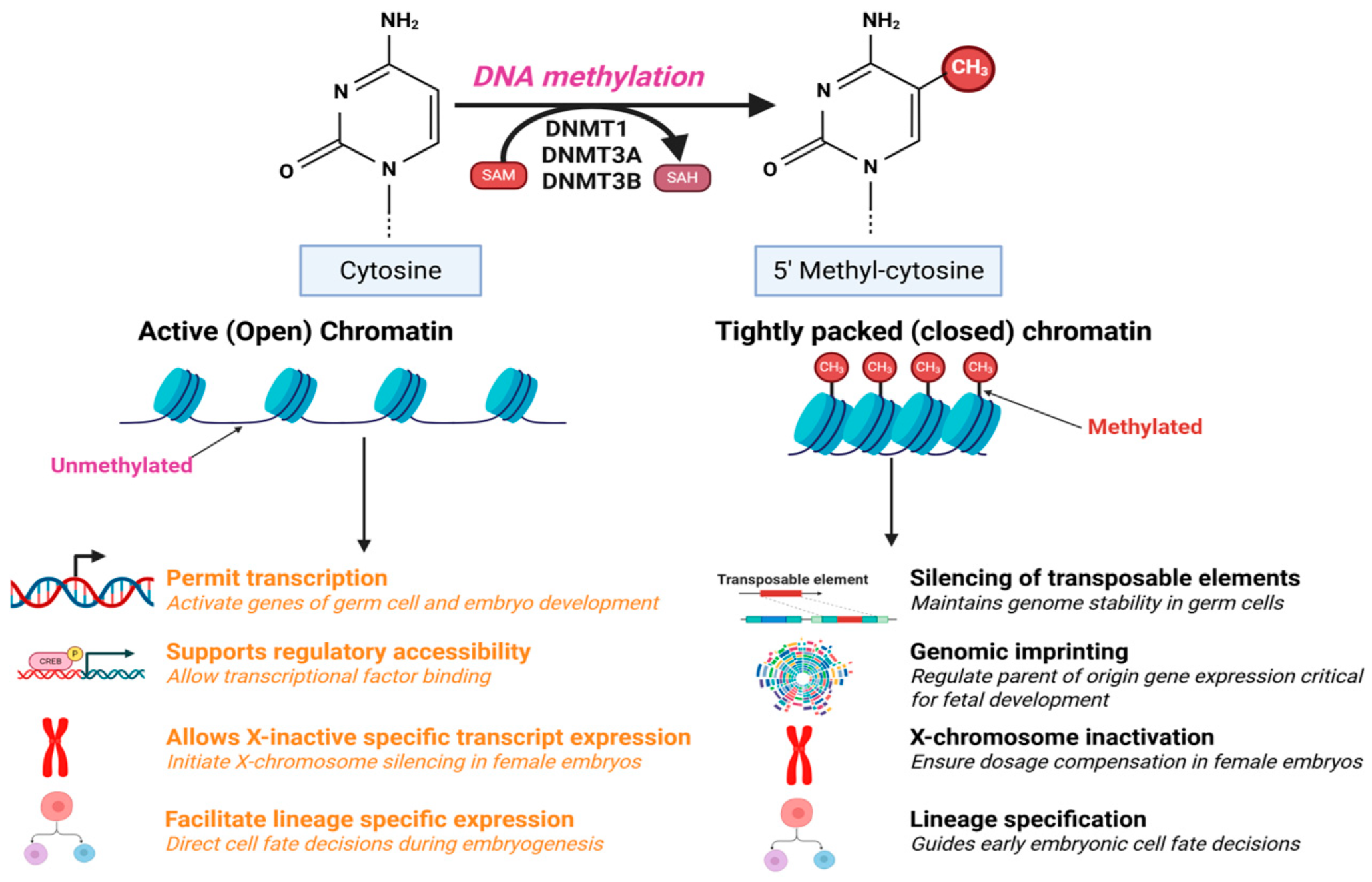 Life 15 01109 g001 Life 15 01109 g001