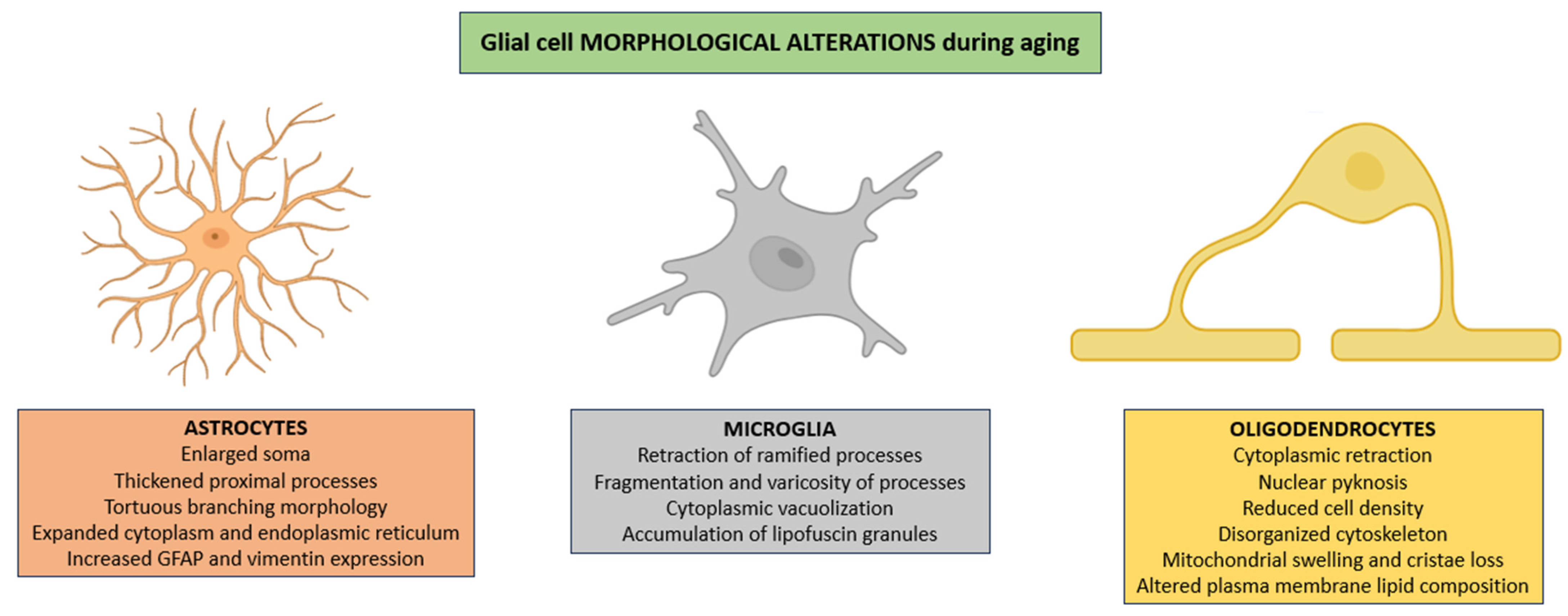 Life 15 01498 g001 Life 15 01498 g001