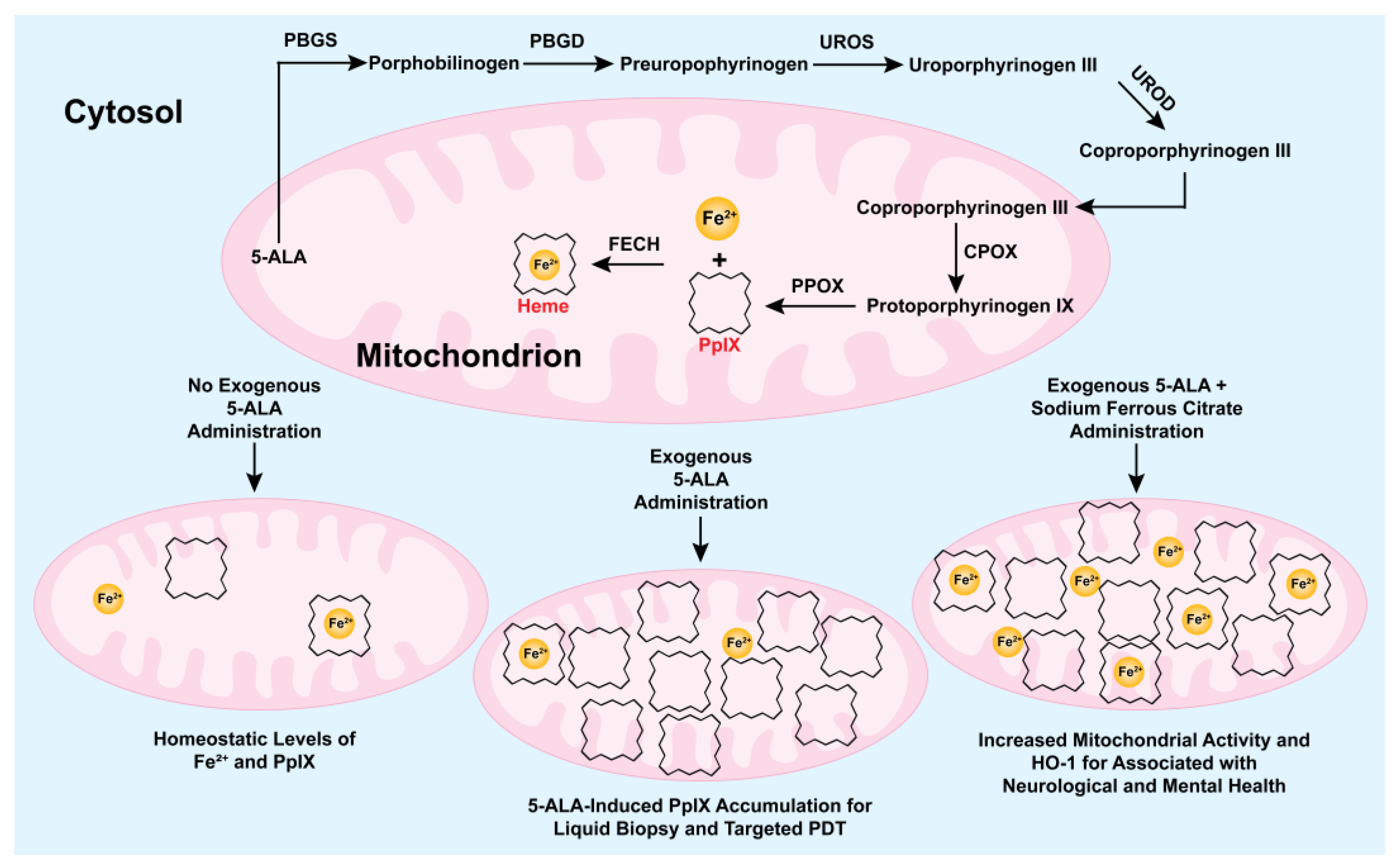 Life 15 01516 g001 Life 15 01516 g001