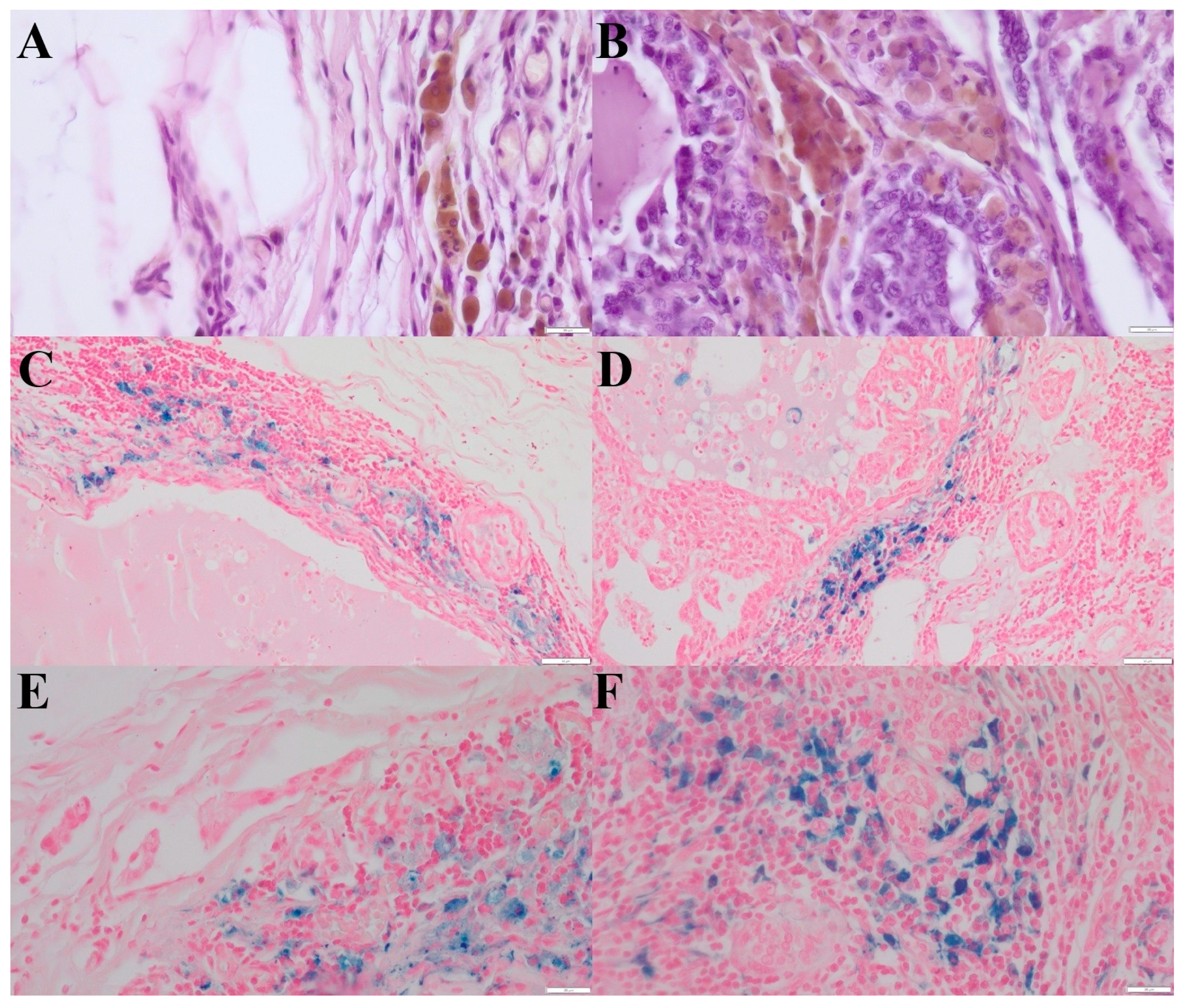 Life 16 00053 g001 Life 16 00053 g001