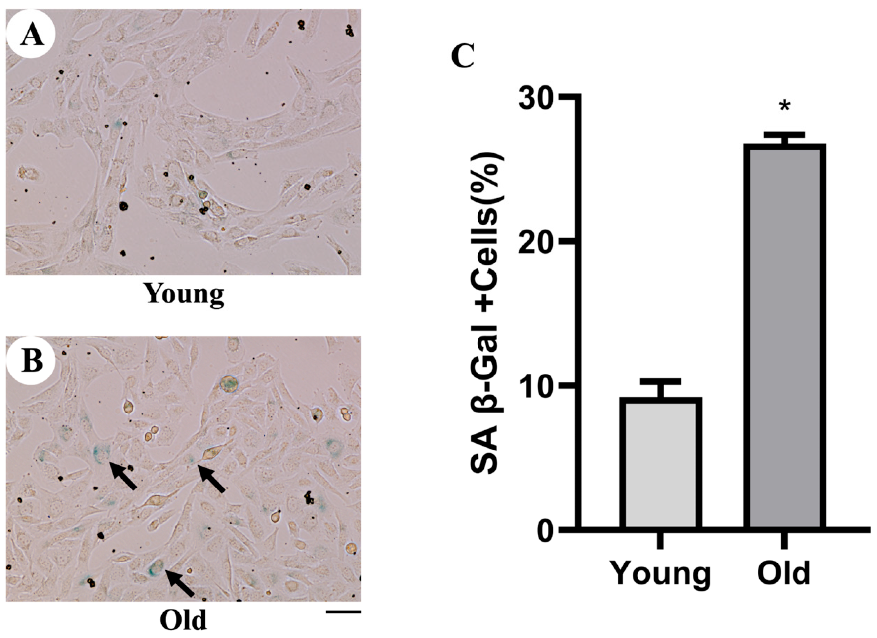 Life 16 00144 g001 Life 16 00144 g001