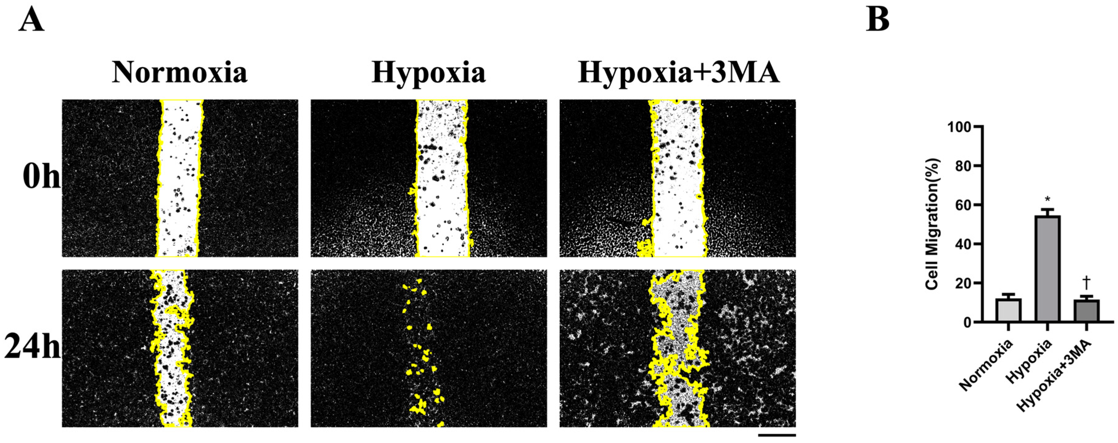 Life 16 00144 g005 Life 16 00144 g005