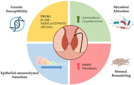 Representation of the multifactorial etiopathogenesis of perianal fistulizing Crohn’s disease (pfCD). The figure illustrates the convergence of genetic susceptibility, epithelial dysfunction with epithelial–mesenchymal transition (EMT), stromal remodeling, and microbial factors in the development and persistence of perianal fistulas. These interrelated pathways contribute to impaired barrier integrity, chronic inflammation, extracellular matrix remodeling, and fibrosis, ultimately sustaining fistula formation and disease chronicity. PRDM1—PR/SET Domain 1 (also known as BLIMP-1, B lymphocyte–induced maturation protein 1); IL-23R—Interleukin-23 Receptor; NOD2 (rs72796353)—Nucleotide-binding Oligomerization Domain-containing protein 2 (specific single-nucleotide polymorphism rs72796353); ATG16L1—Autophagy Related 16 Like 1; MMPs—Matrix Metalloproteinases.