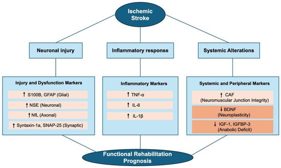 Pathophysiological cascade and biomarker signatures in post-stroke functional prognosis. The schematic illustrates the interconnected pathways triggered by ischemia—neuronal injury, systemic inflammation, and peripheral alterations—each reflected by distinct circulating biomarkers that collectively inform functional recovery potential. Symbols: ↑ indicates upregulation or increased circulating levels following stroke; ↓ indicates downregulation or decreased circulating levels. Abbreviations: S100B: S100 calcium-binding protein B; NSE: Neuron-specific enolase; GFAP: Glial fibrillary acidic protein; NfL: Neurofilament light chain; TNF-α: Tumor necrosis factor-alpha; IL: Interleukin; BDNF: Brain-derived neurotrophic factor; IGF-1: Insulin-like growth factor 1; IGFBP-3: Insulin-like growth factor binding protein 3; CAF: C-terminal agrin fragment.