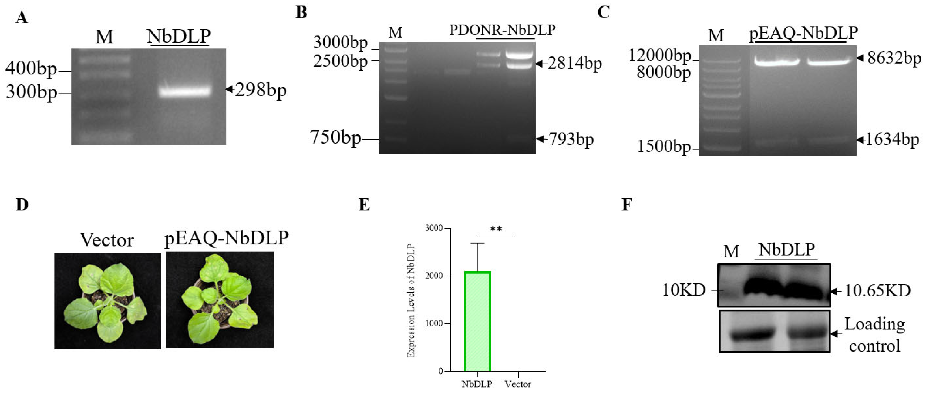 Life 16 00286 g002 Life 16 00286 g002