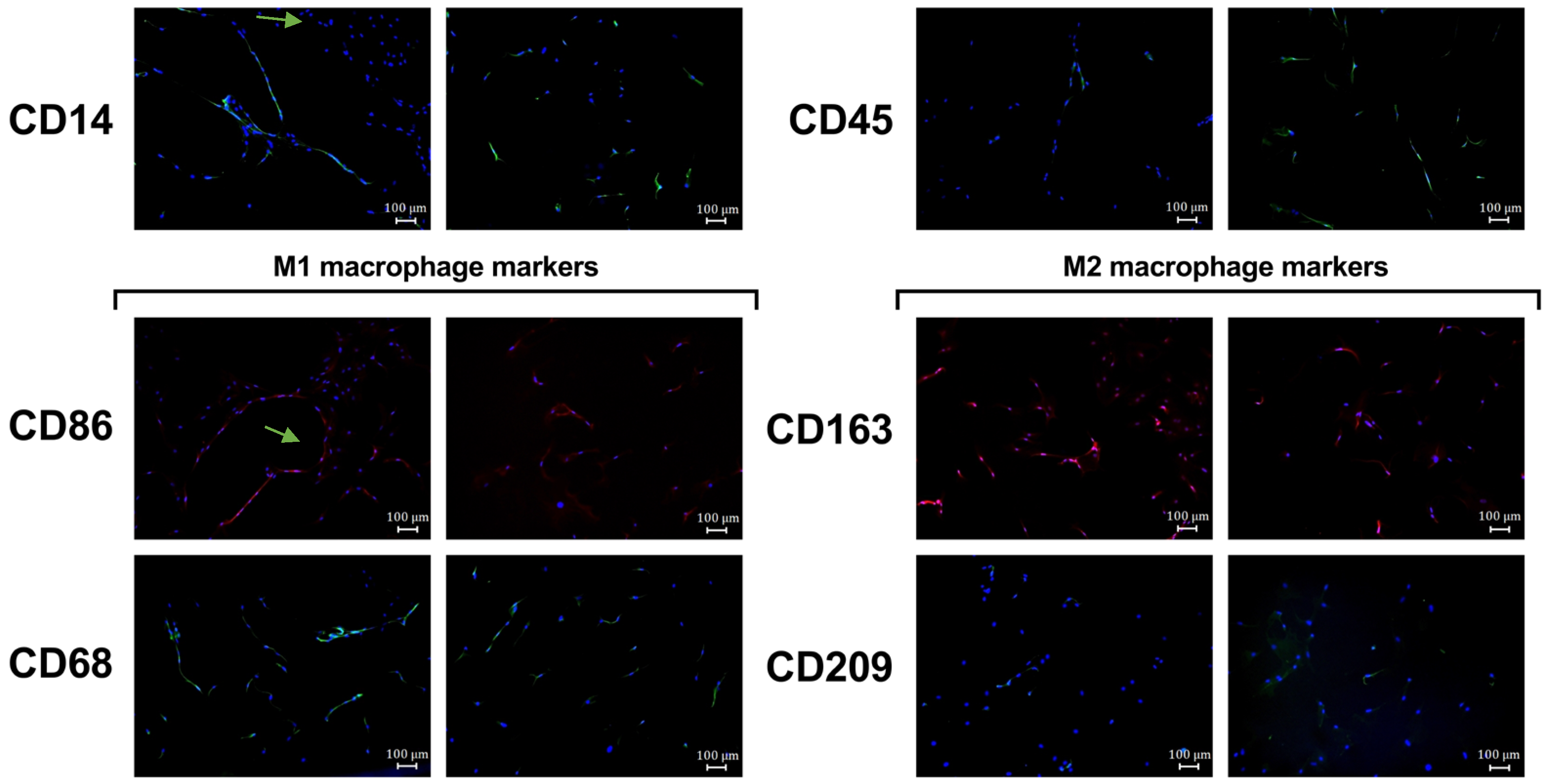 Life 16 00376 g003 Life 16 00376 g003