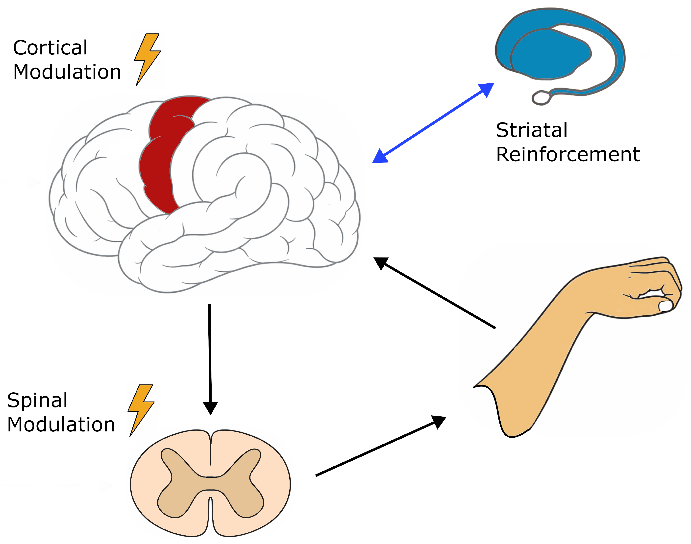 Reopening Motor Learning Windows: Targeted Re-Engagement of Latent ...