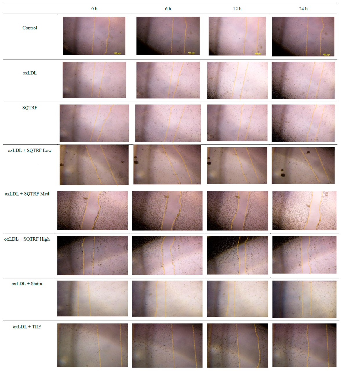 Life 16 01755 g004