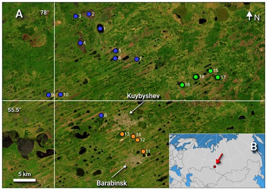 (A) The location of the studied limnosystems in the central part of the Baraba Lowland (Southwestern Siberia), with orange circles representing model technogenic limnosystems, green circles representing model natural limnosystems, and blue circles representing other studied limnosystems; (B) the location of the Baraba Lowland on a world map. Lakes: 1—Kambala, 2—Barchin, 3—Chulym, 4—Bol. Kazatovo, 5—Kajly, 6—Bergul, 7—Yargol, 8—Peschanoe, 9—Tsybovo, 10—Zhiloye-K, 11—Bugristoe, 12—Chistoe, 13—Bol. Kajly, 14—Mostovoe, 15—Sarbalyk, 16—Suetok, 17—Bol. Kurgan, 18—Bilgen.