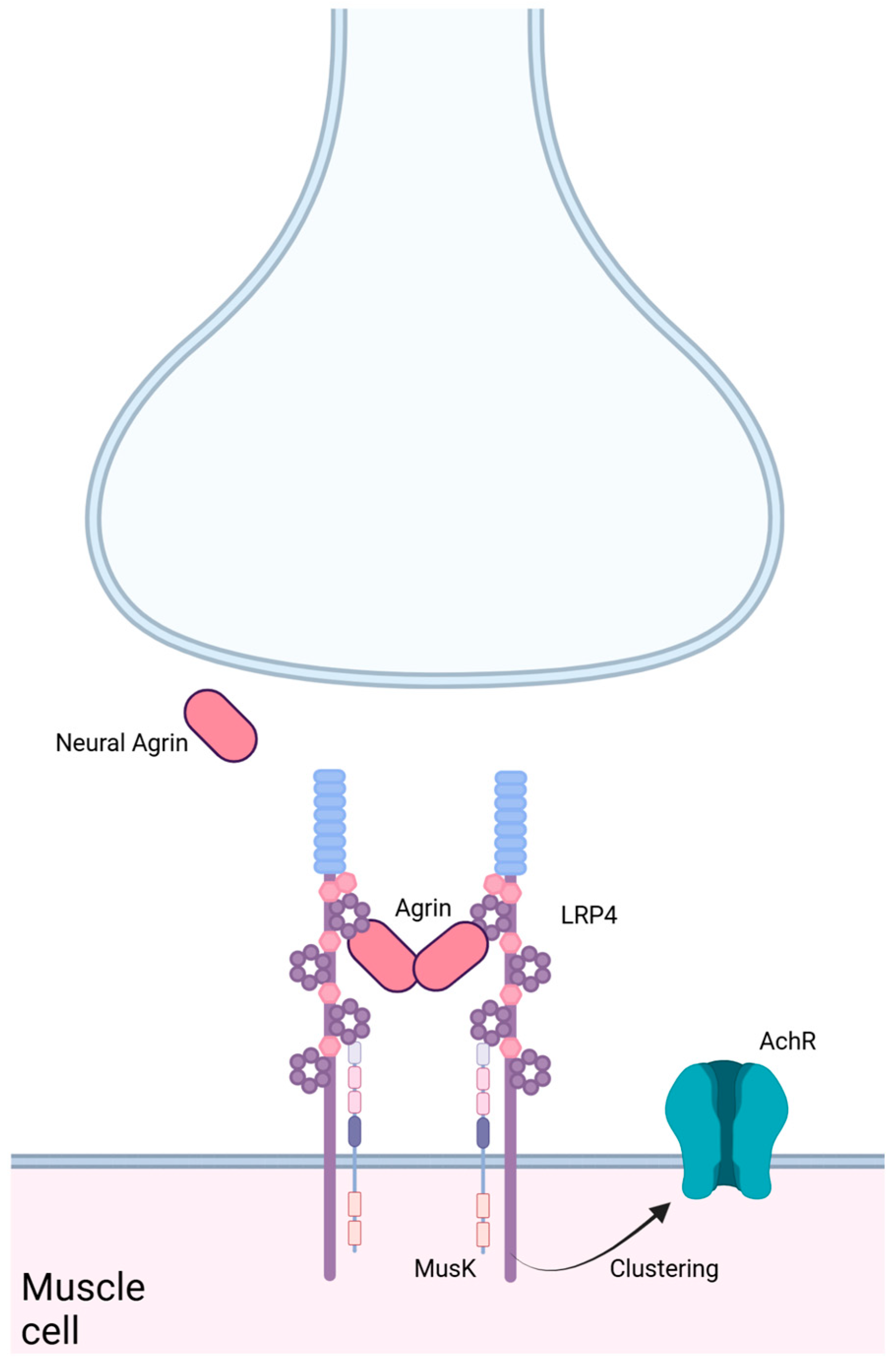 Lipidology 02 00003 g002