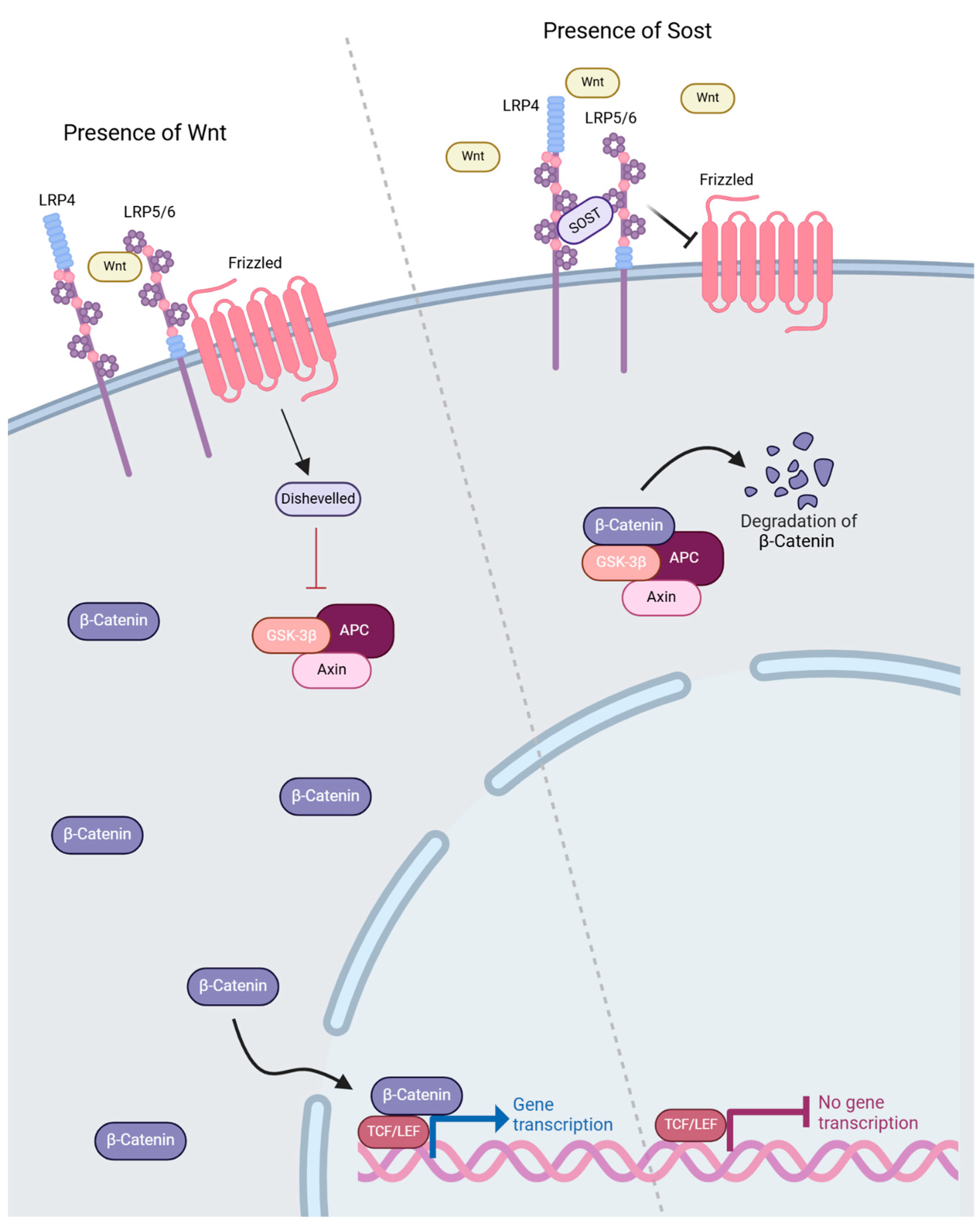 Lipidology 02 00003 g003