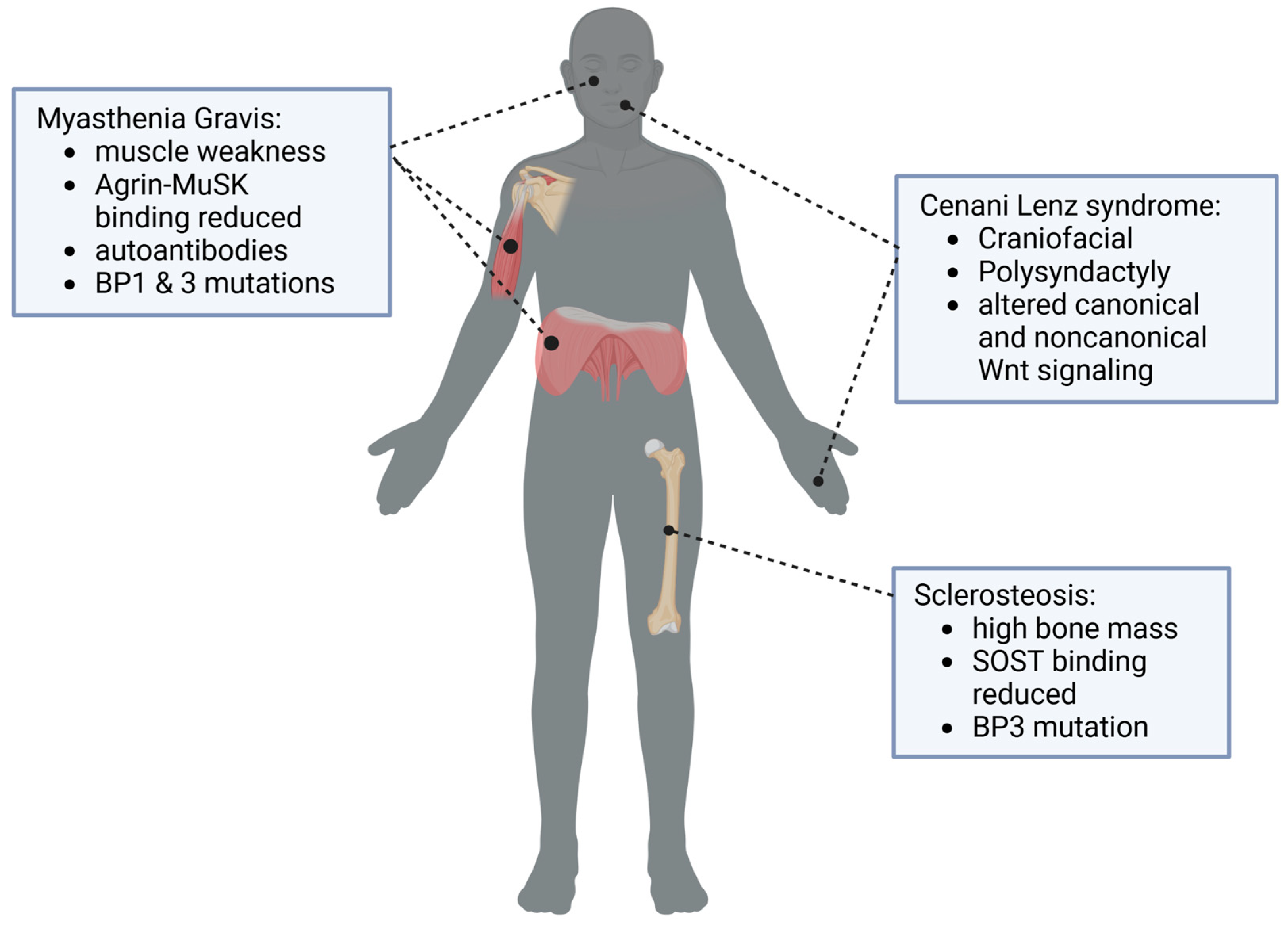 Lipidology 02 00003 g004
