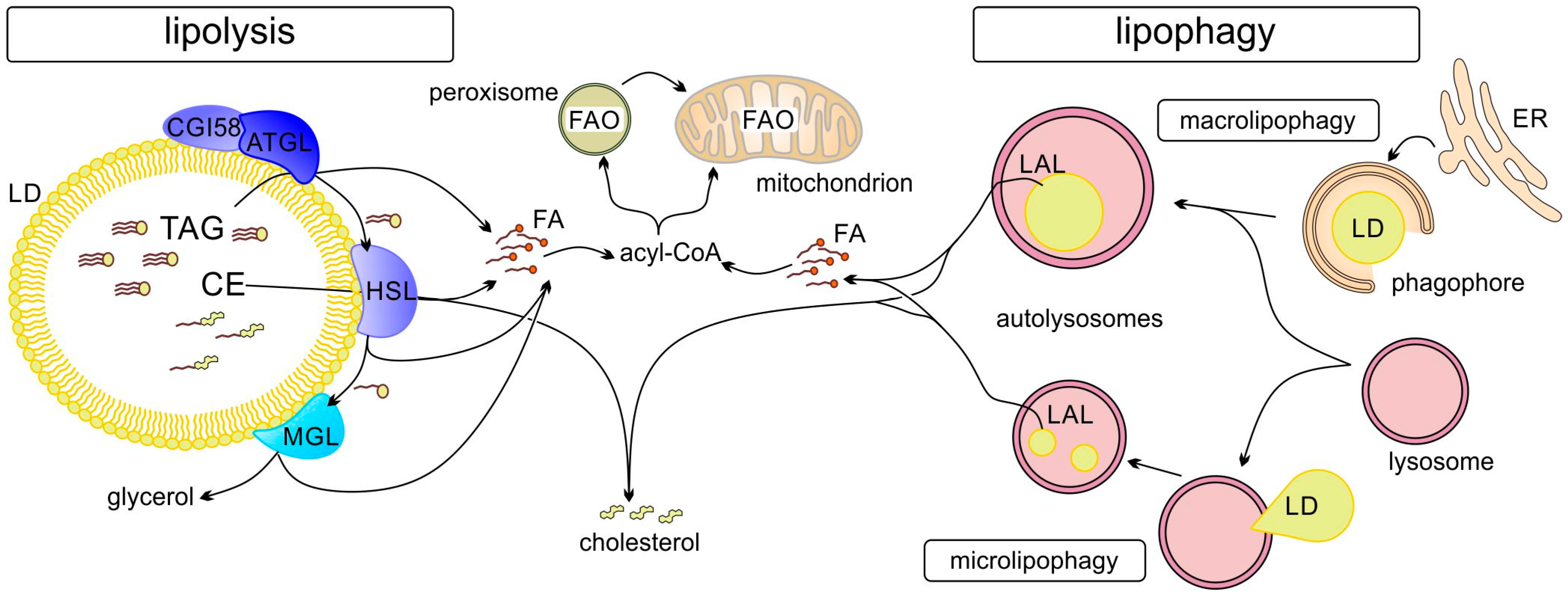 Lipidology 02 00016 g002