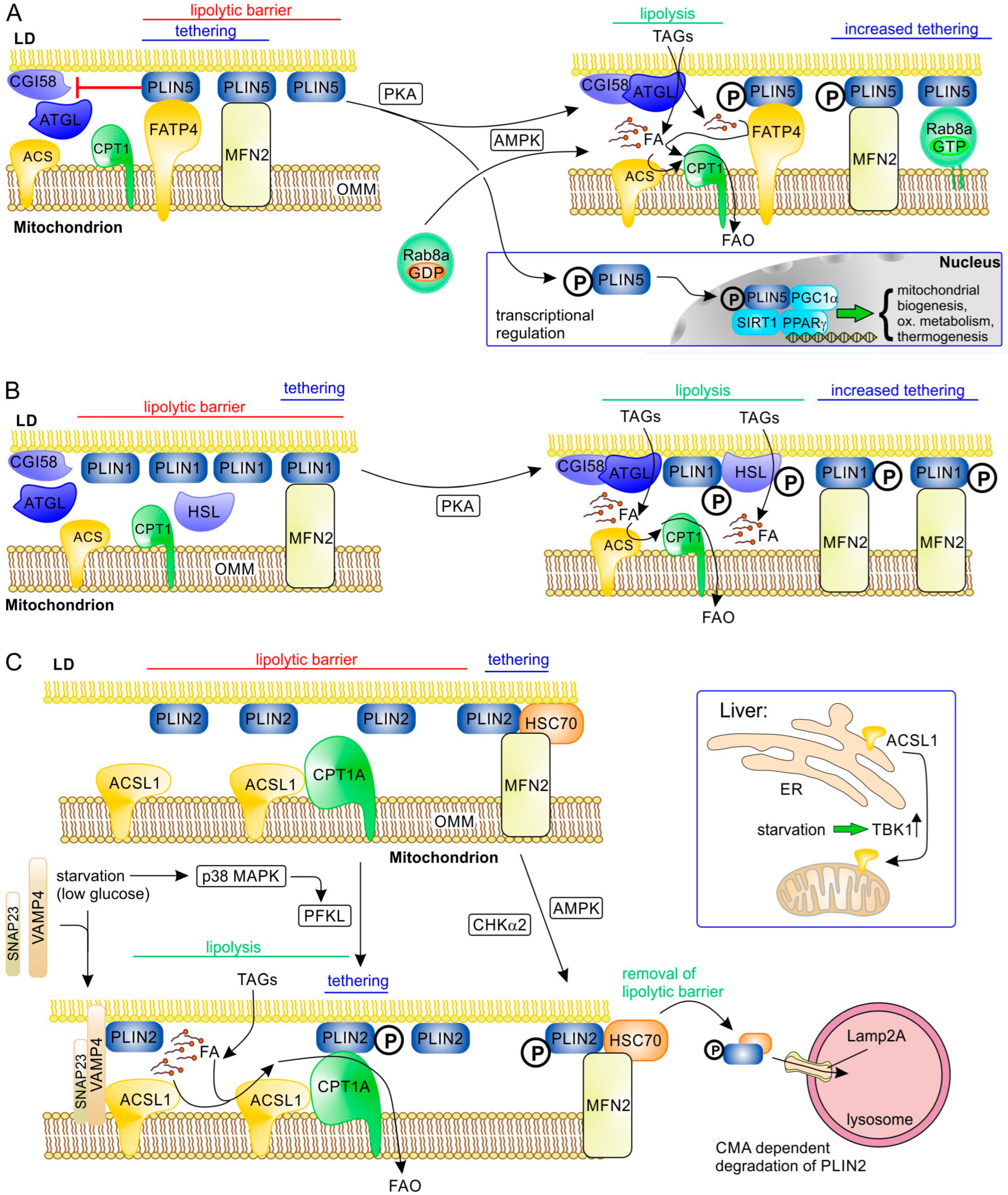 Lipidology 02 00016 g003