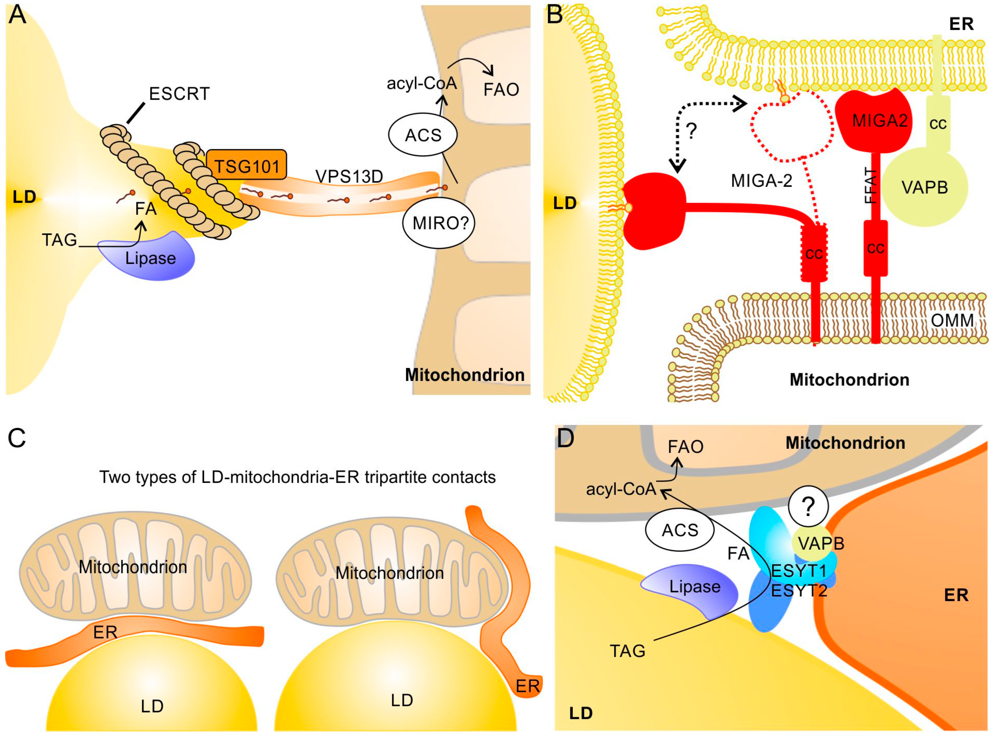 Lipidology 02 00016 g004