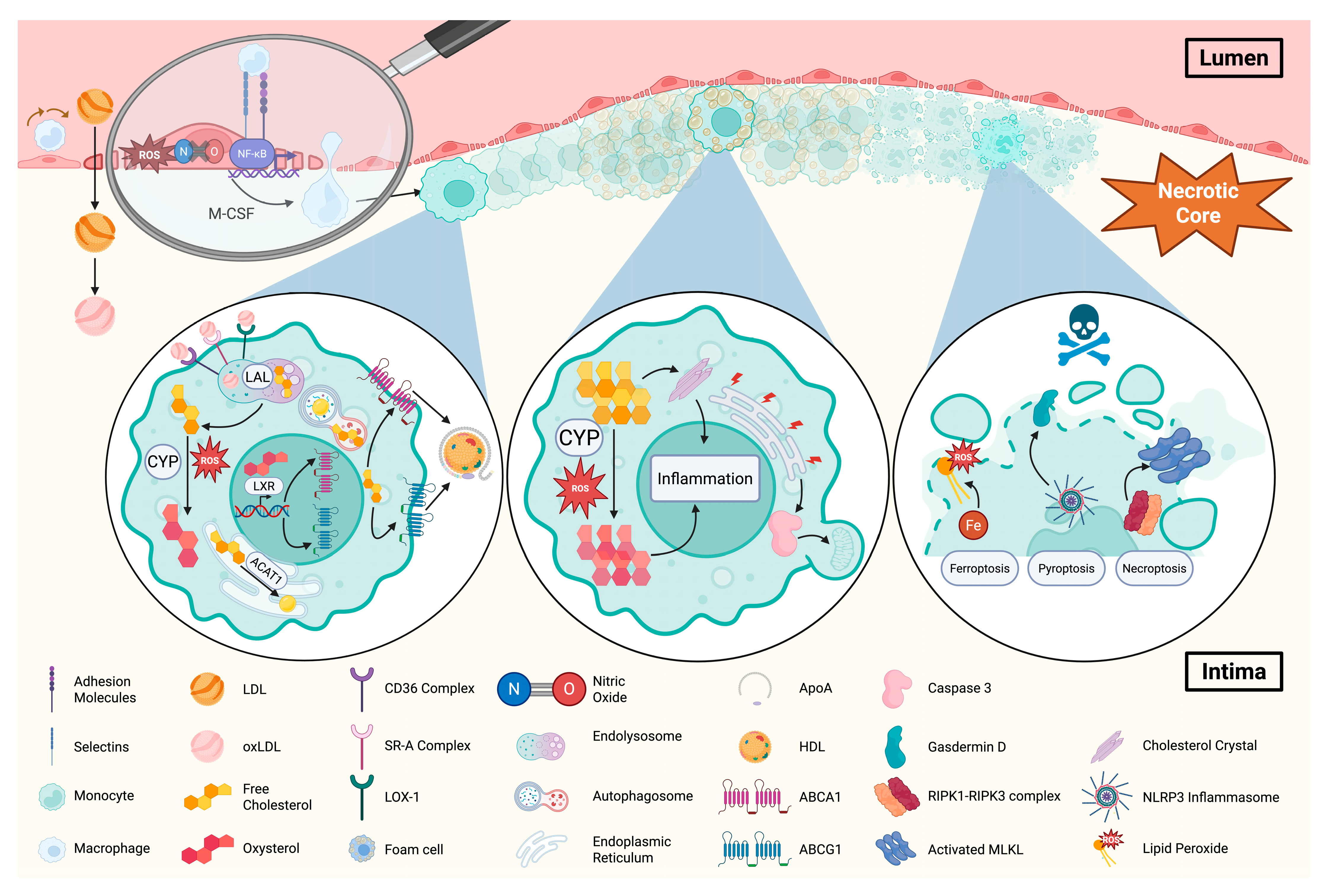 Lipidology 02 00017 g001