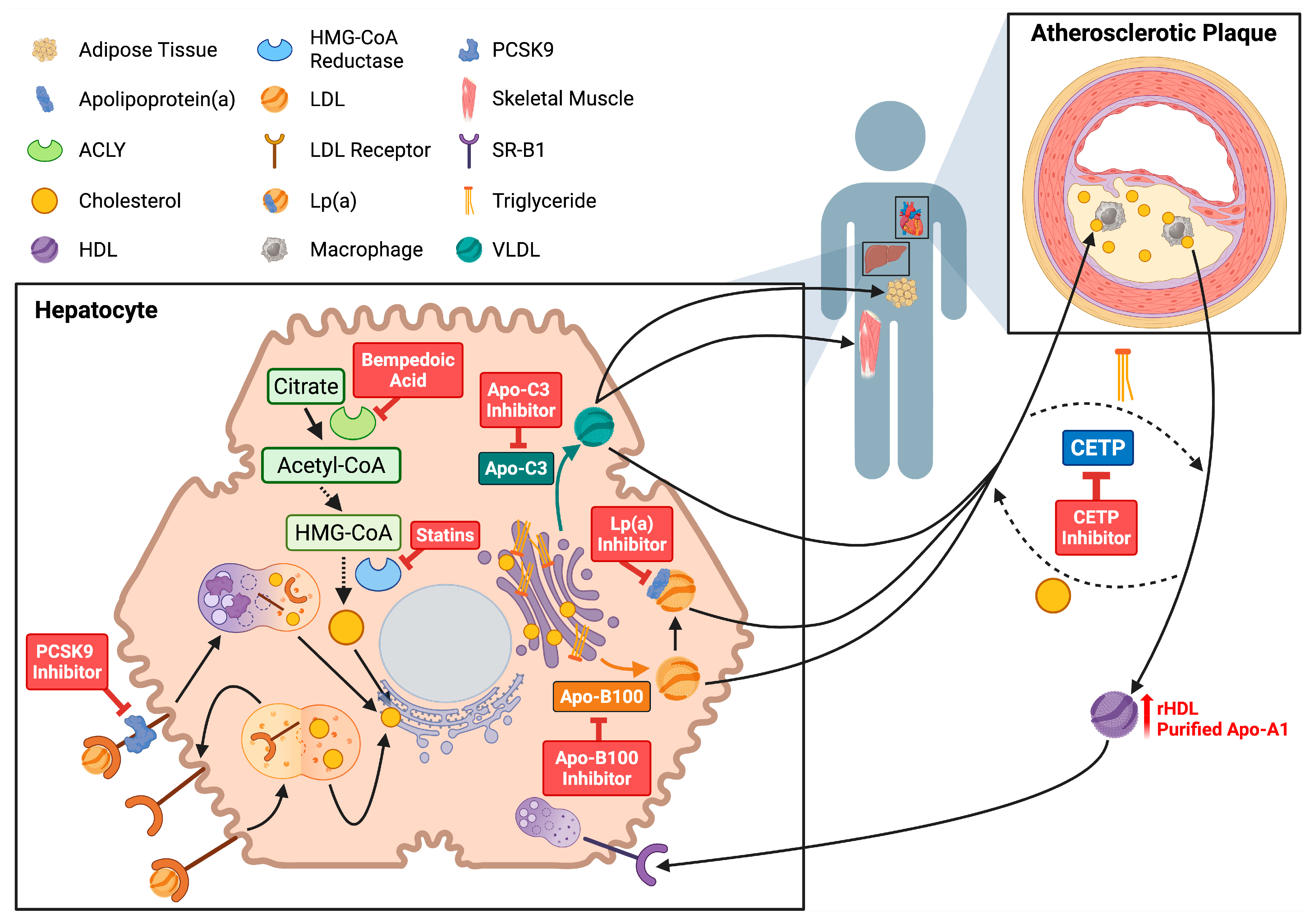 Lipidology 02 00017 g002
