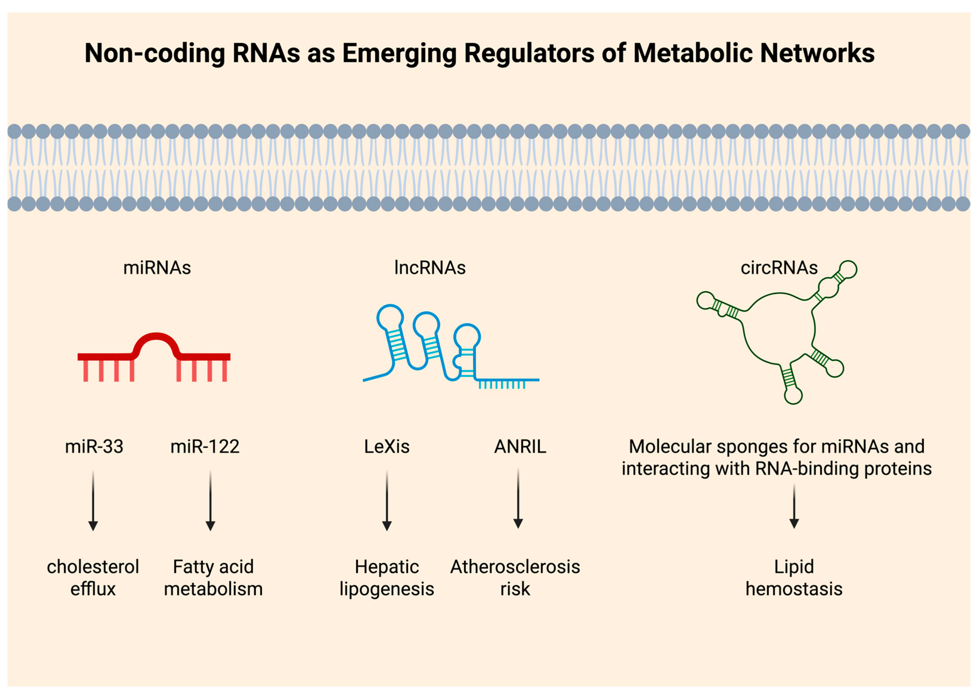 Lipidology 02 00019 g002