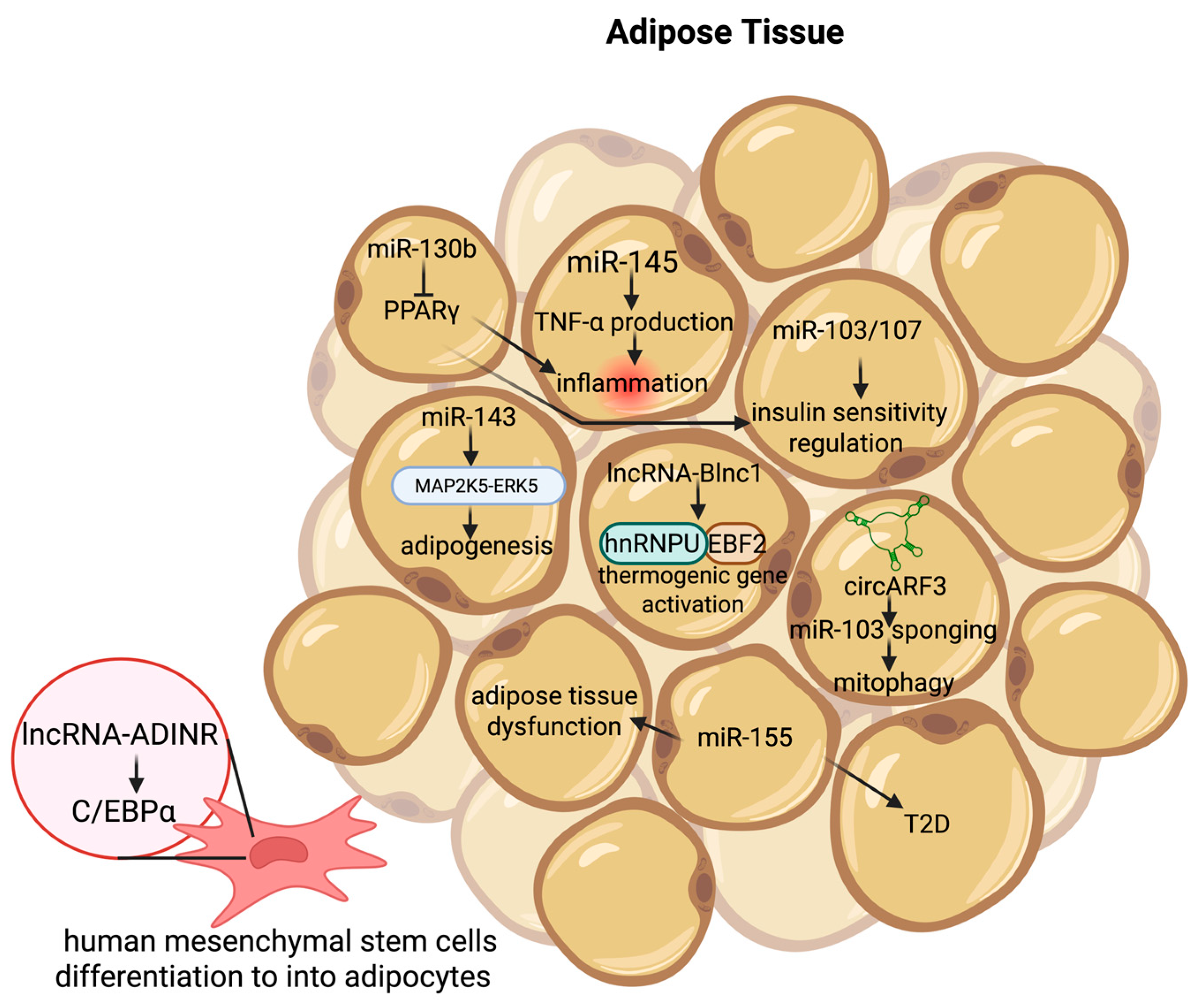 Lipidology 02 00019 g004