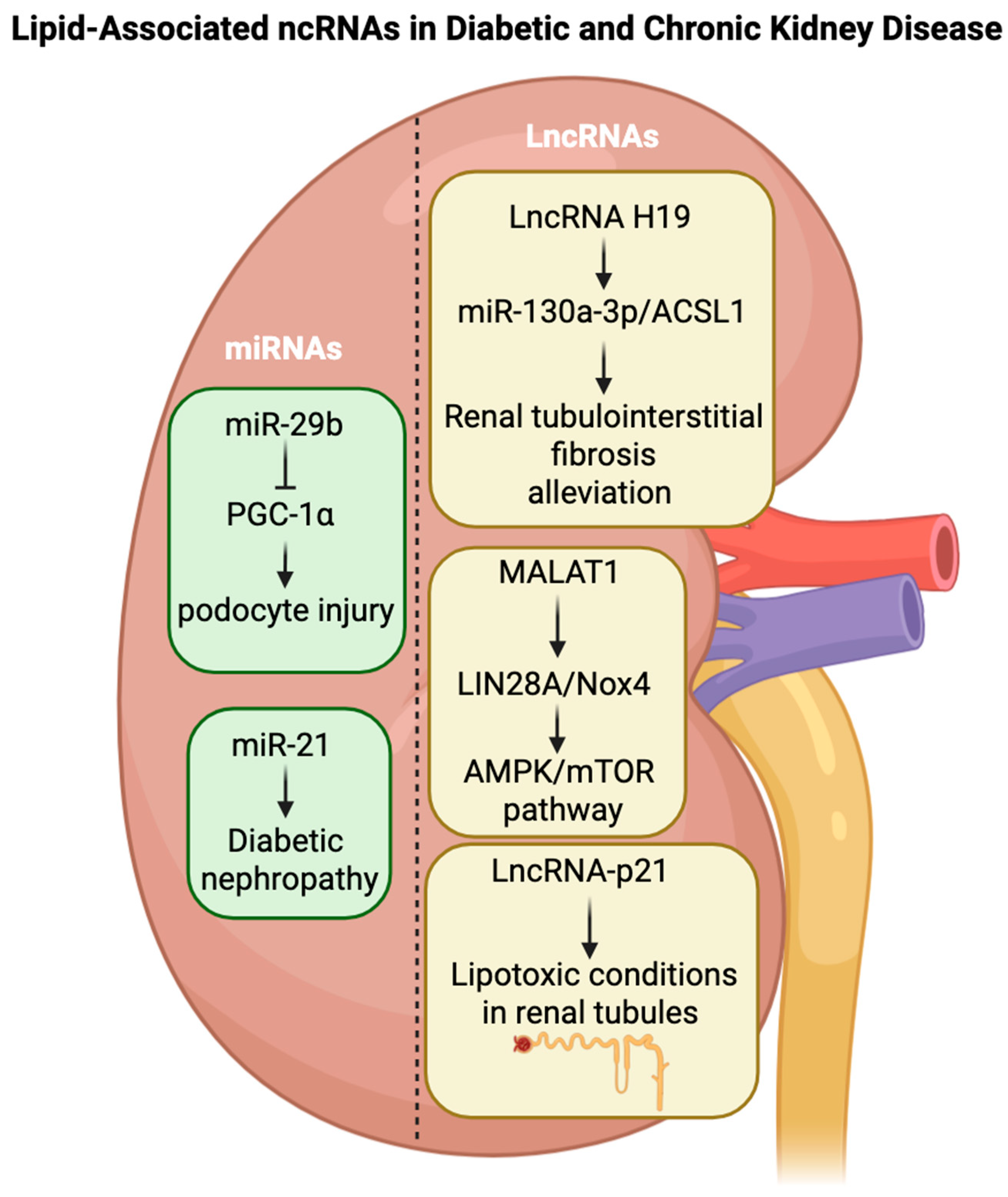 Lipidology 02 00019 g007