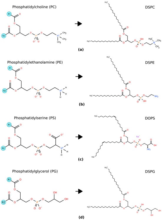 Schematic representations of the main phospholipids present in liposomes and related examples. (a) General structure of phosphatidylcholine (PC) on the left and DSPC (1,2-distearoyl-sn-glycero-3-phosphocholine) on the right. (b) General structure of phosphatidylethanolamine (PE) on the left and DSPE (1,2-distearoyl-sn-glycero-3-phosphoethanolamine) on the right. (c) General structure of phosphatidylserine (PS) on the left and DOPS (1,2-dioleoyl-sn-glycero-3-phospho-L-serine sodium salt) on the right. (d) General structure of phosphatidylglycerol (PG) on the left and DSPG (distearoyl phosphatidylglycerol) on the right. The hydrophobic tails are highlighted in blue.