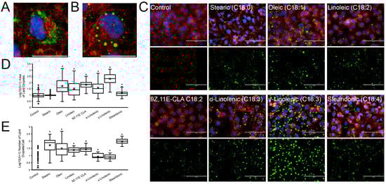 Impact of unsaturation in 18-carbon fatty acids on lipid droplet formation. HeLa cells were incubated with fatty acids listed at 400 µM for 24 h or cells subjected to solvent only (control). A new live cell co-staining protocol to stain LD structures in cells that our lab developed recently was used. LDs (green, using LipidSpot488 Lipid Droplet Stain, Biotium, Fremont, CA, USA, #70065), membranes (red, using CF594 WGA, Biotium #29023-1), and nuclei (blue, using NucBlue Live Cell Stain, Invitrogen, Carlsbad, CA, USA, #R37605) were visualized for each condition. LDs were visualized as described in [44]. Representative live merged images of individual cells using a 40× objective with an EVOS FL microscope (Life Technologies, Carlsbad, CA, USA, AMF4300) were selected from the collection: (A) a saturated fatty acid [stearic acid (C18:0)] and (B) an unsaturated fatty acid [α-linolenic acid (α-C18:3)] showcasing the two different types of LDs formed with different fatty acid incubation. Scale bar of these two single cell images represents 75 µm. Representative images of each 18-carbon fatty acid are provided in (C). Scale bar for these images represents 100 µm. Top images of each condition are merged images of all three channels in overlay. The lower image is the green channel only of each condition highlighting the LDs present in those cells. Data are represented as box-and-whisker plots showing the Log10(X + 1) area of LDs (N ≥ 100 LDs) (D) or the Log10(X + 1) number of LDs per cell (N ≥ 20 cells) (E). The open circles (when present) are individual data points, and the x represents the mean of the condition in these graphs. These data compare all the 18-carbon chain length fatty acids from the study listed in increasing order of number of carbon–carbon double bonds: stearic (C18:0), oleic (C18:1), linoleic (C18:2), 9Z-11E-conjugated linoleic acid (CLA) (9Z, 11E-CLA C18:2), α-linolenic (α-C18:3), γ-linolenic (γ-C18:3), and stearidonic (C18:4). One-way ANOVA analysis for independent measures was performed to compare conditions in (B,C). There were significant differences with both ANOVA analyses. See Supplementary Tables S1 and S2 for detailed ANOVA results. Tukey’s HSD post hoc analysis was performed to compare all conditions. * denotes a significant Tukey’s HSD p-value < 0.01 for comparisons between individual fatty acids and control in (B,C). For all other comparisons, see details in the Tukey’s HSD post hoc analyses presented as tables in Supplementary Tables S1 and S2. Scale bar: 100 µm.