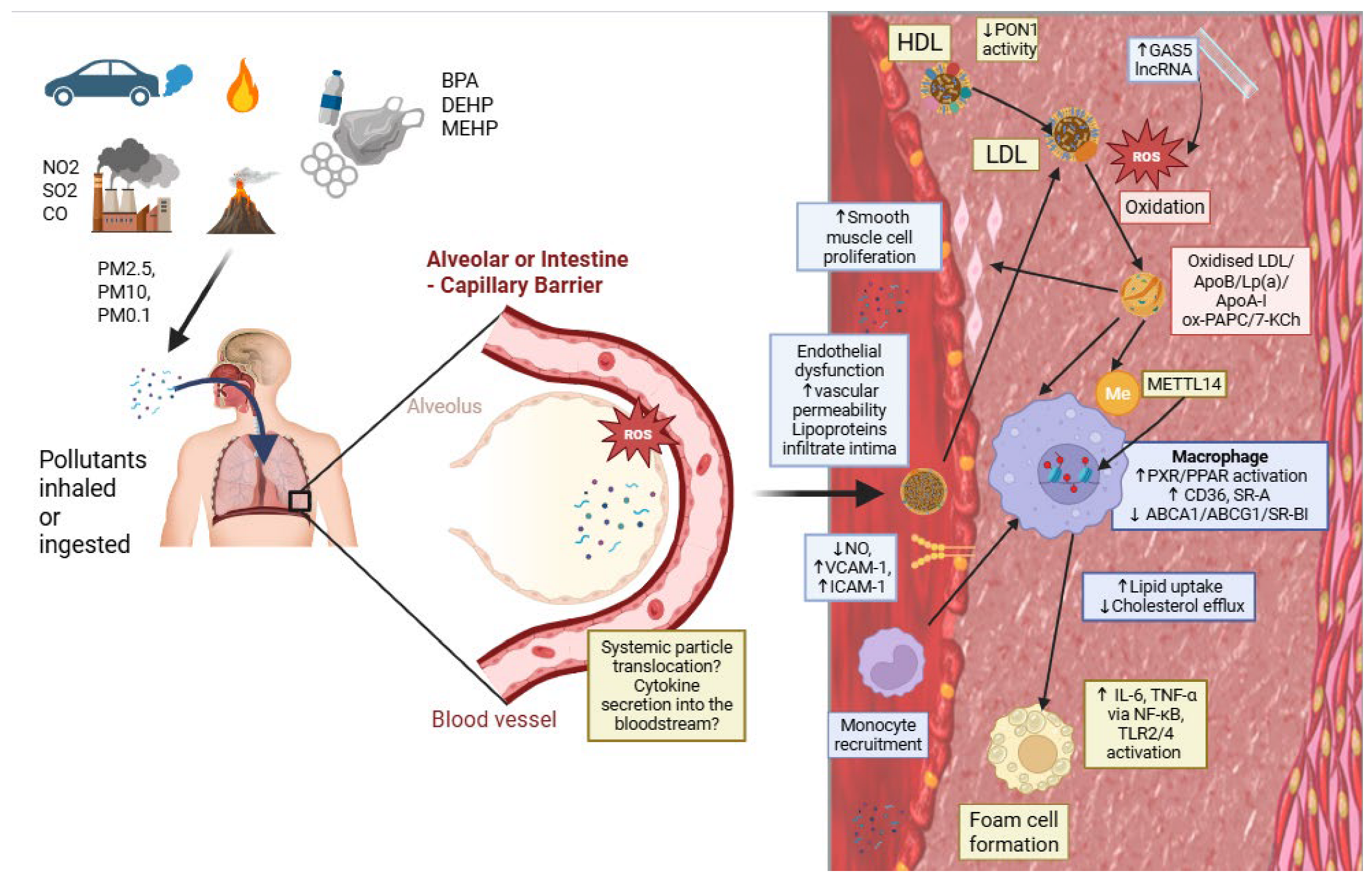 Lipidology 03 00007 g001