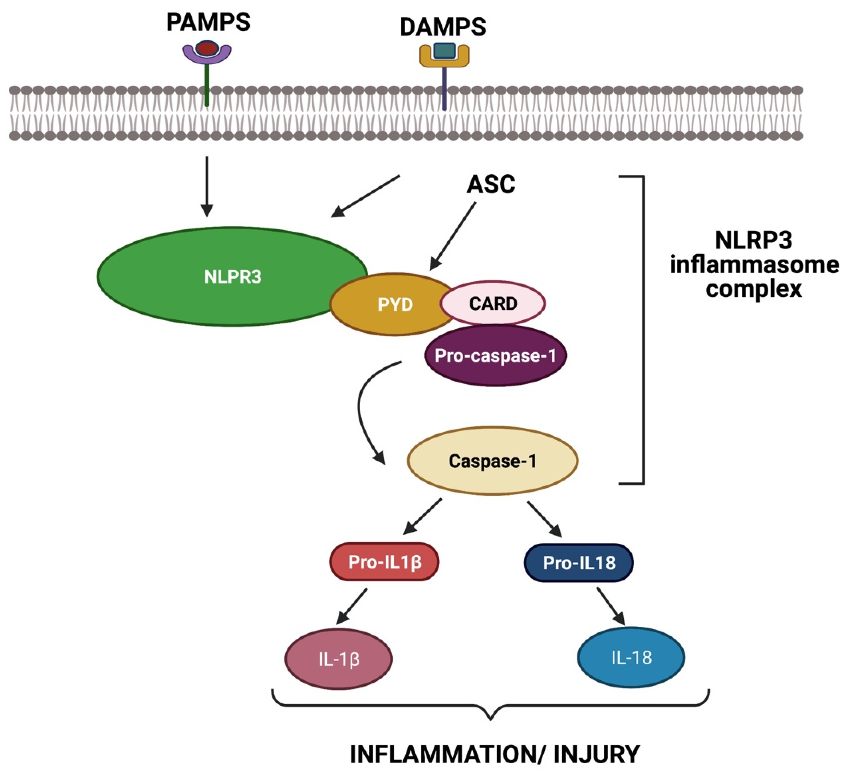 Livers 01 00007 g001