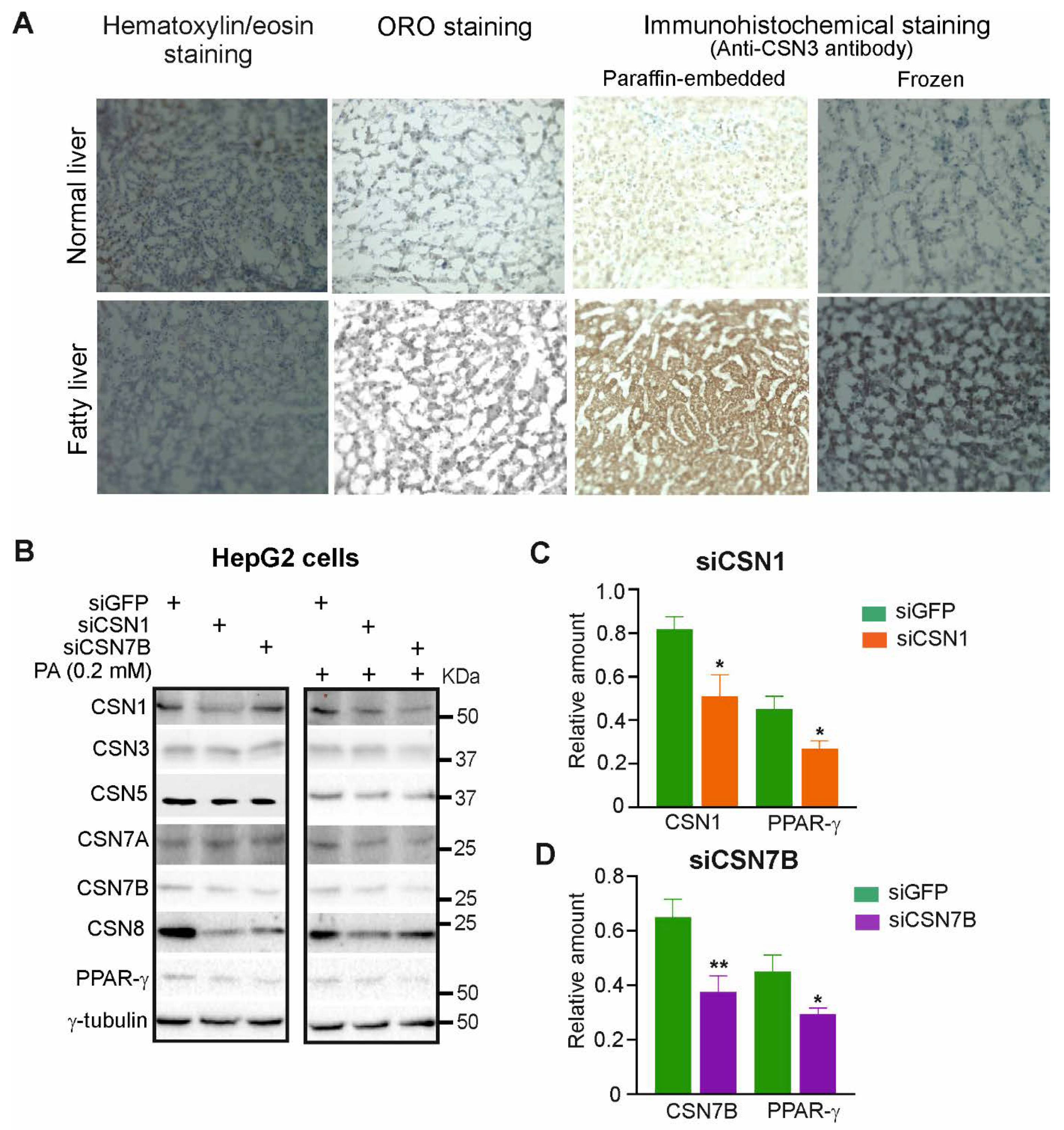 Livers 01 00011 g001