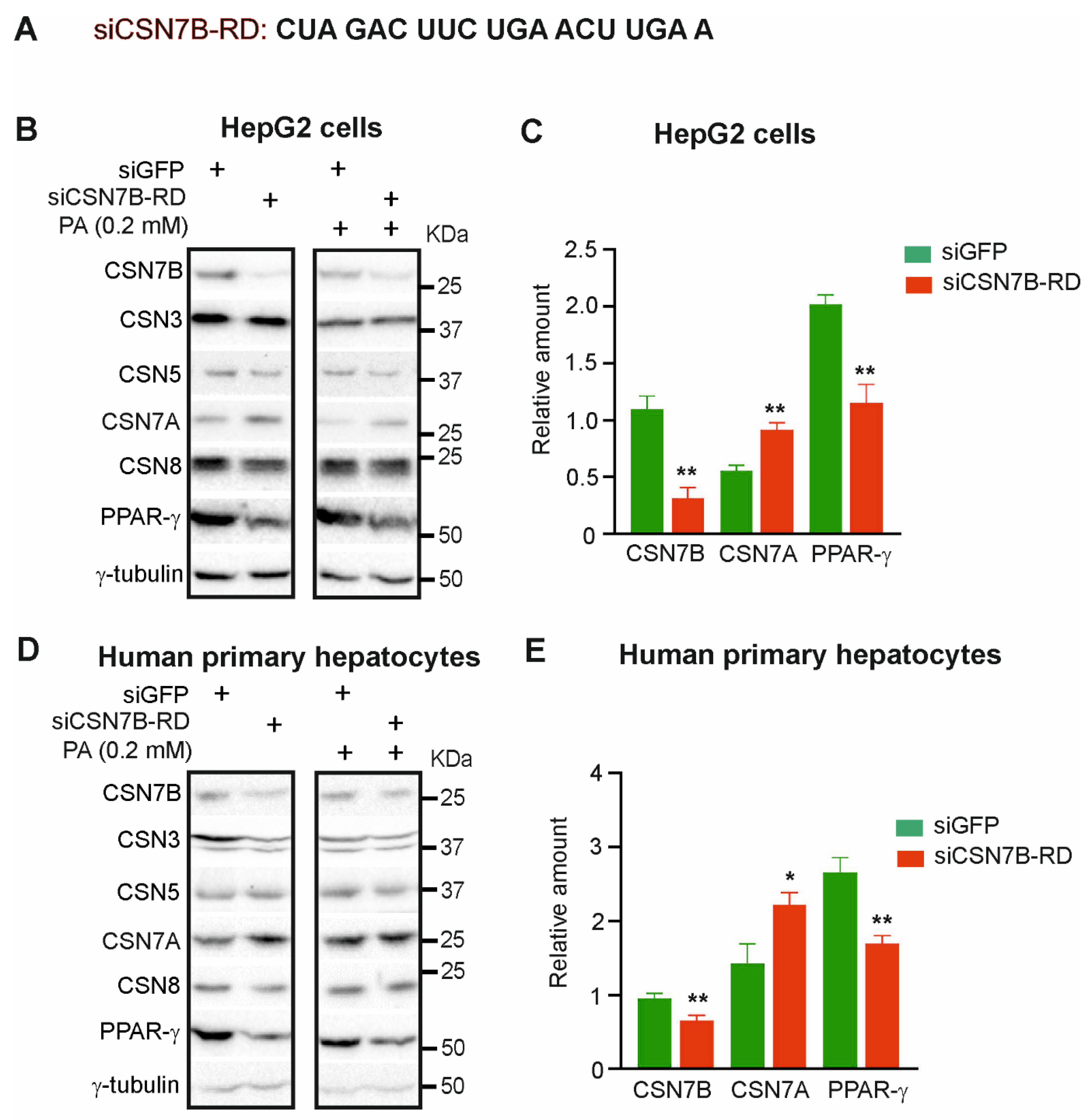 Livers 01 00011 g002