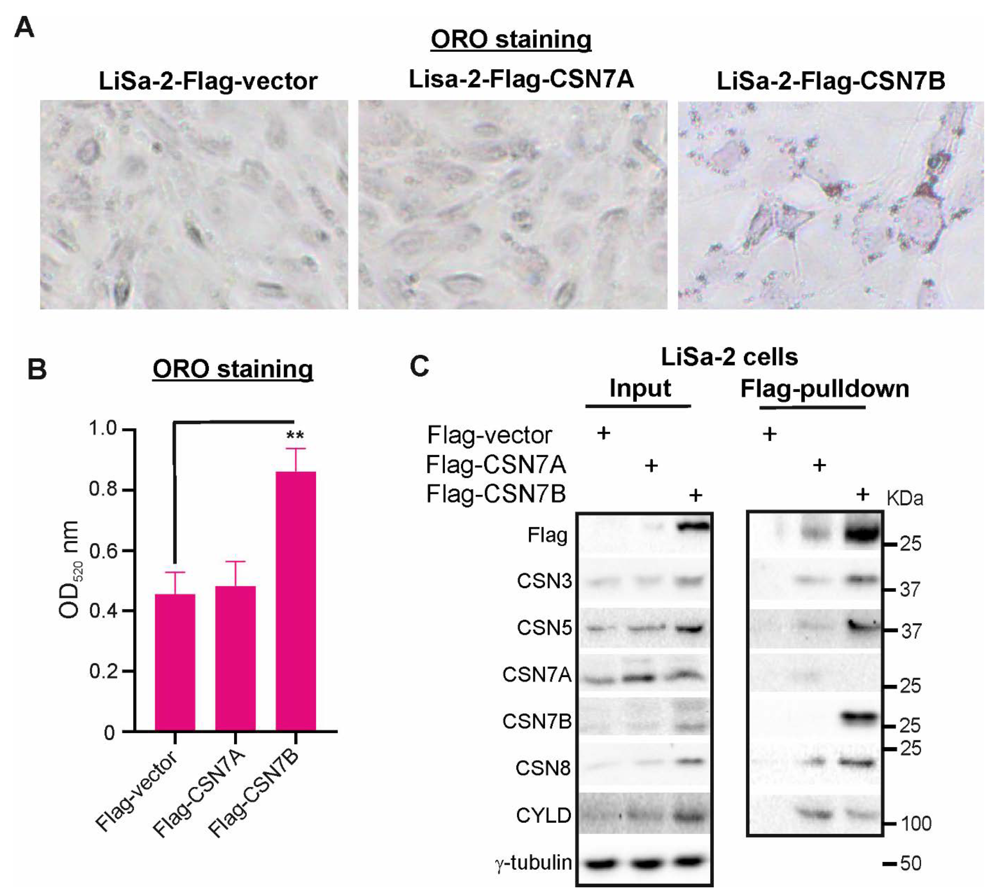 Livers 01 00011 g003