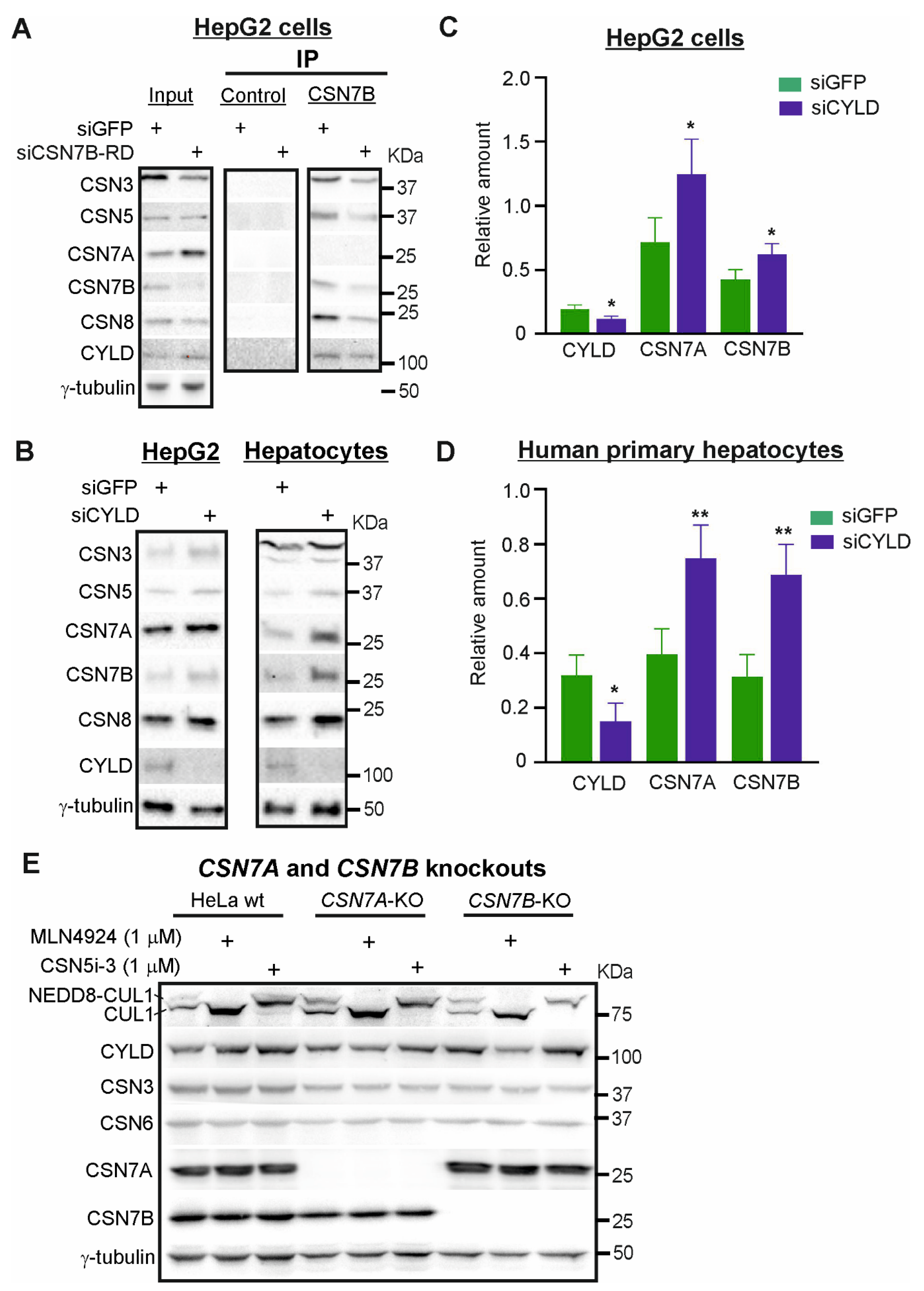 Livers 01 00011 g004