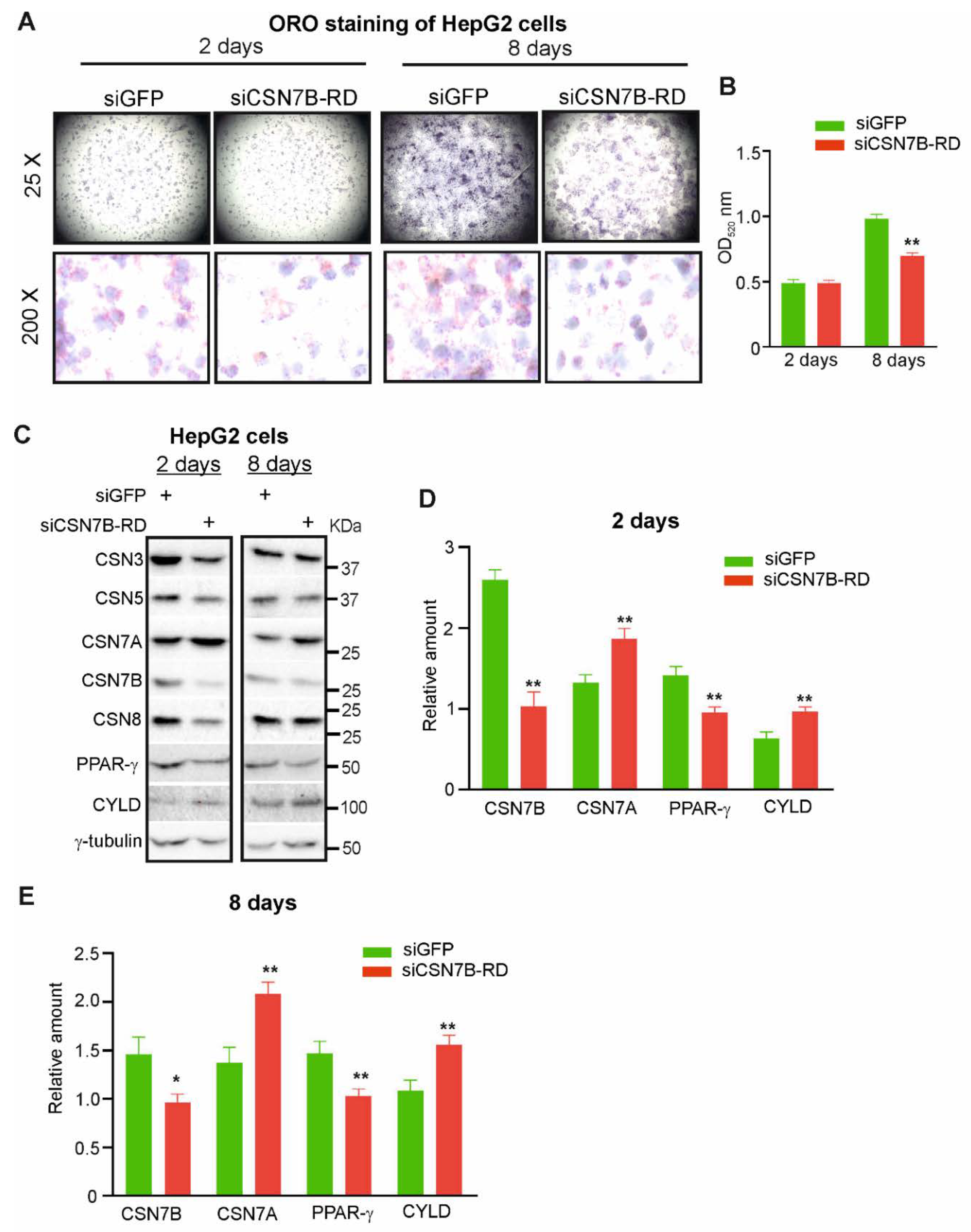 Livers 01 00011 g006