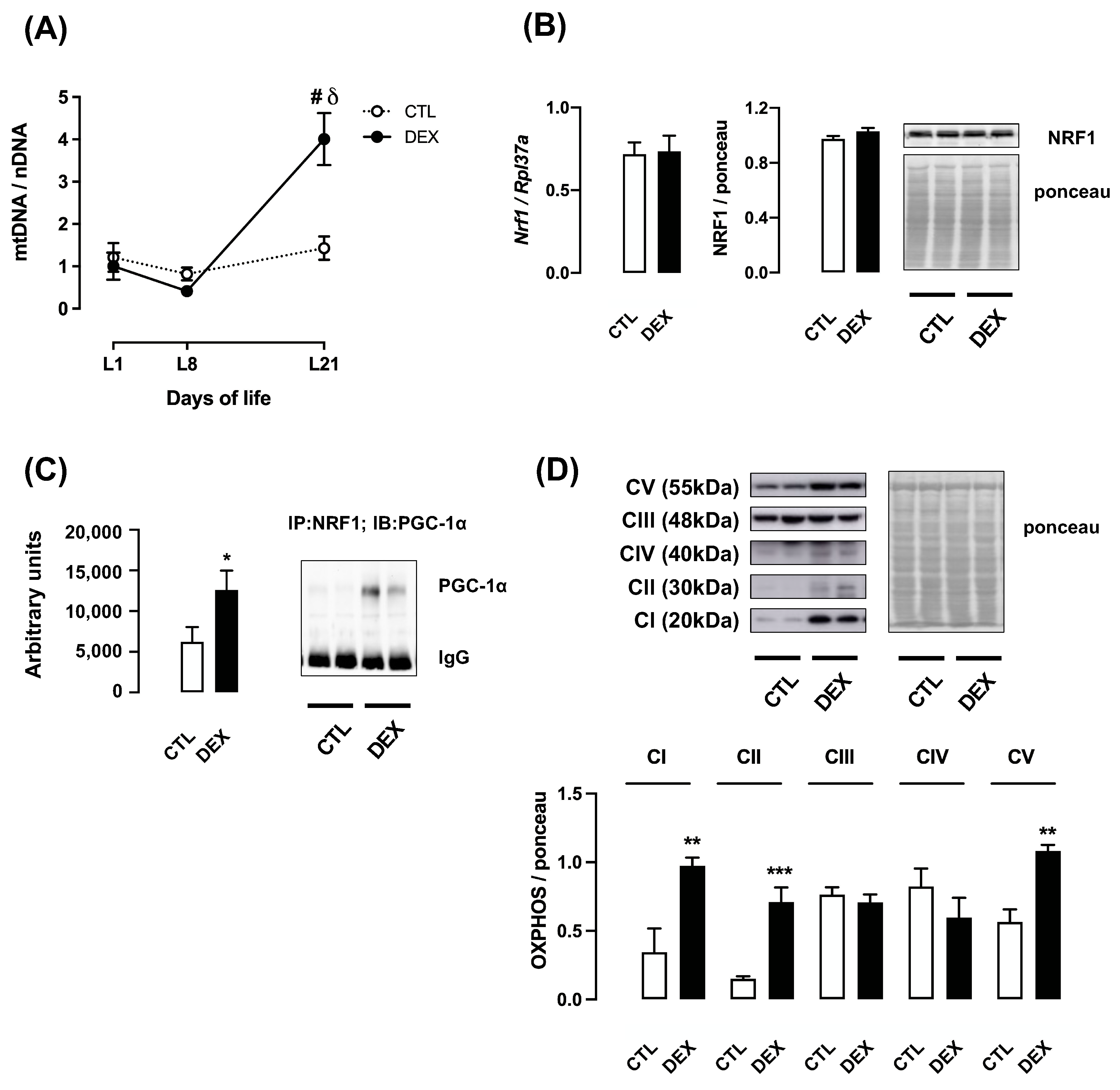 Livers 01 00016 g006