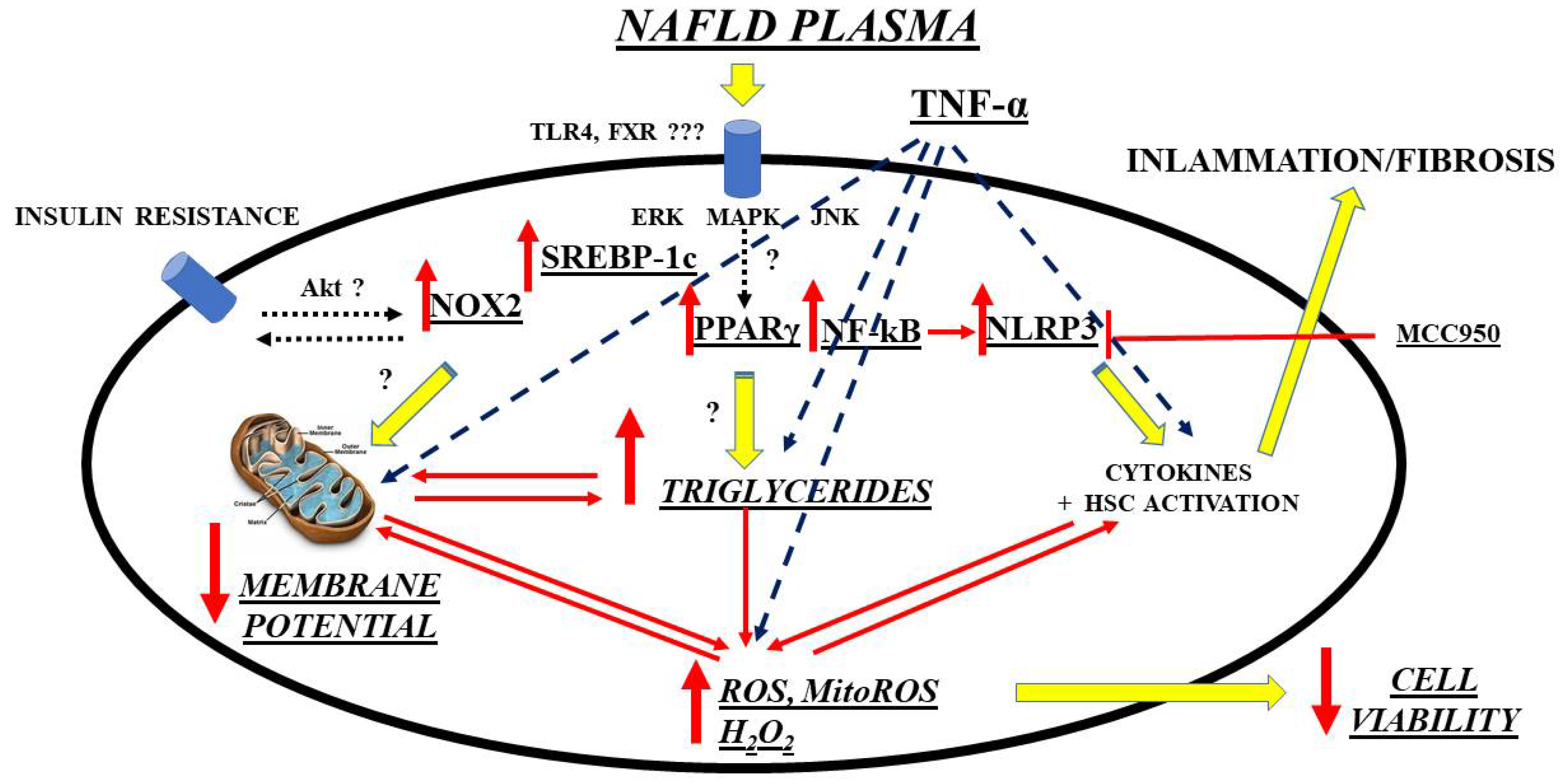Livers 02 00003 g002 Livers 02 00003 g002