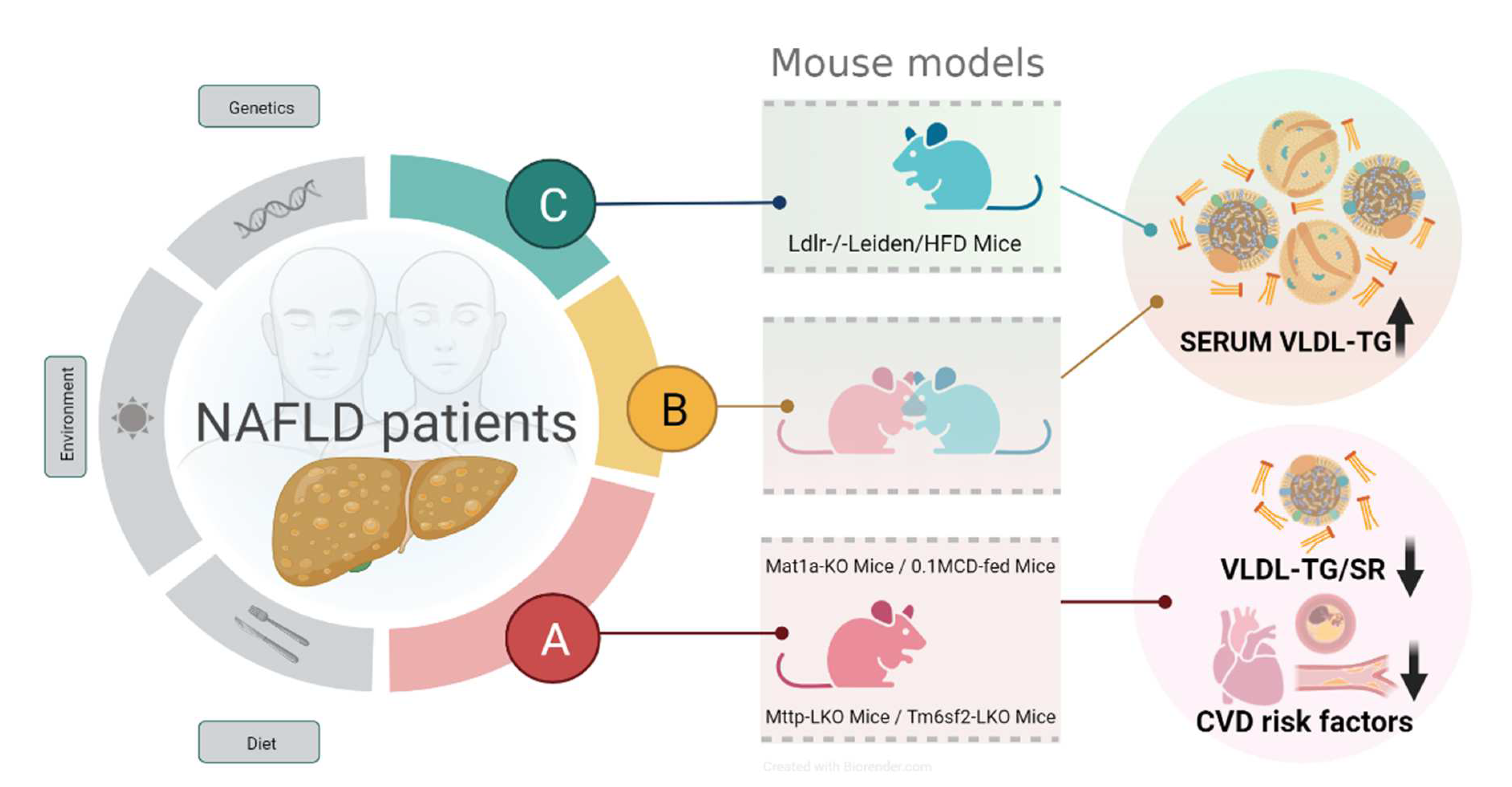 Livers 02 00020 g002