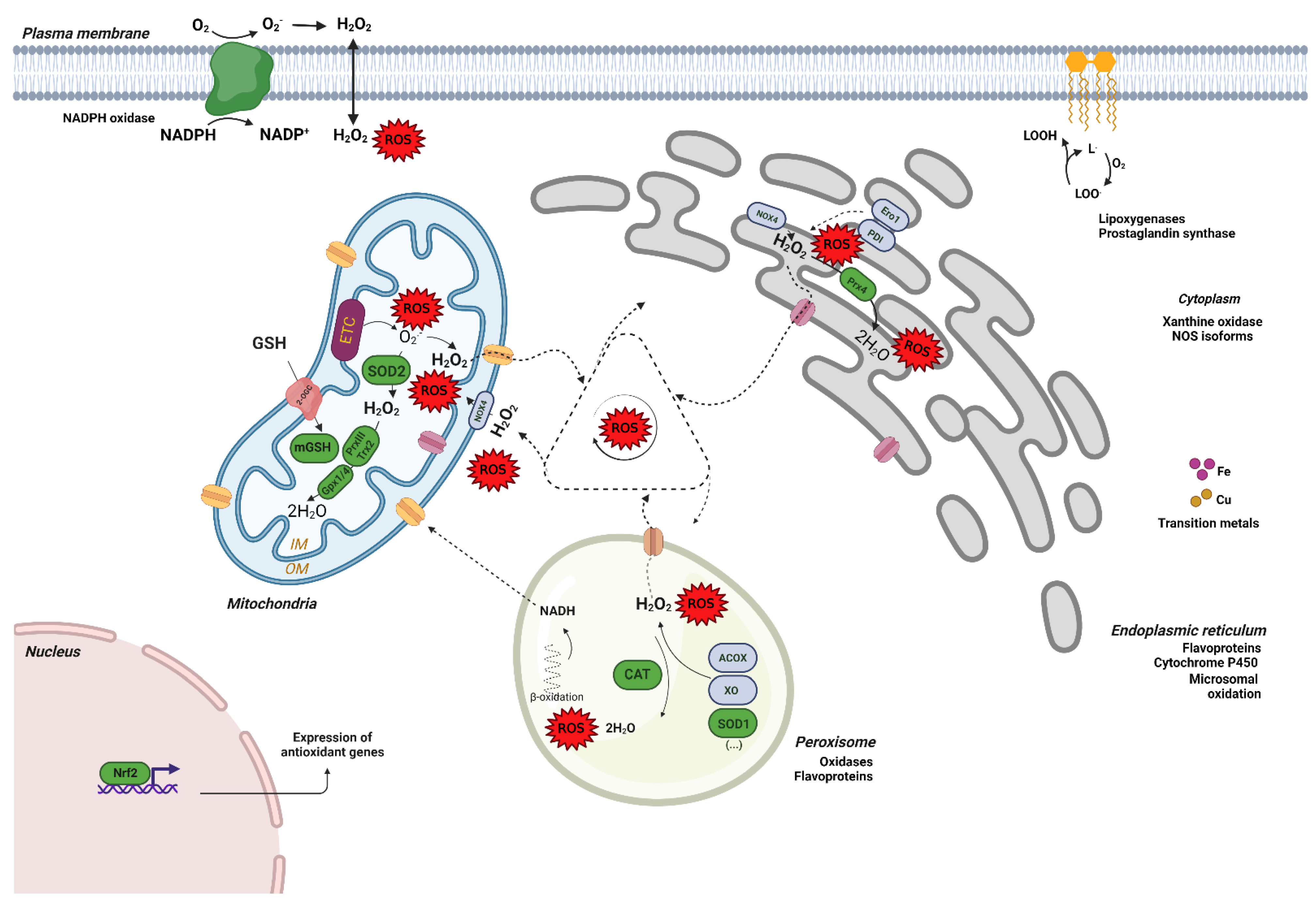 Livers 02 00023 g002