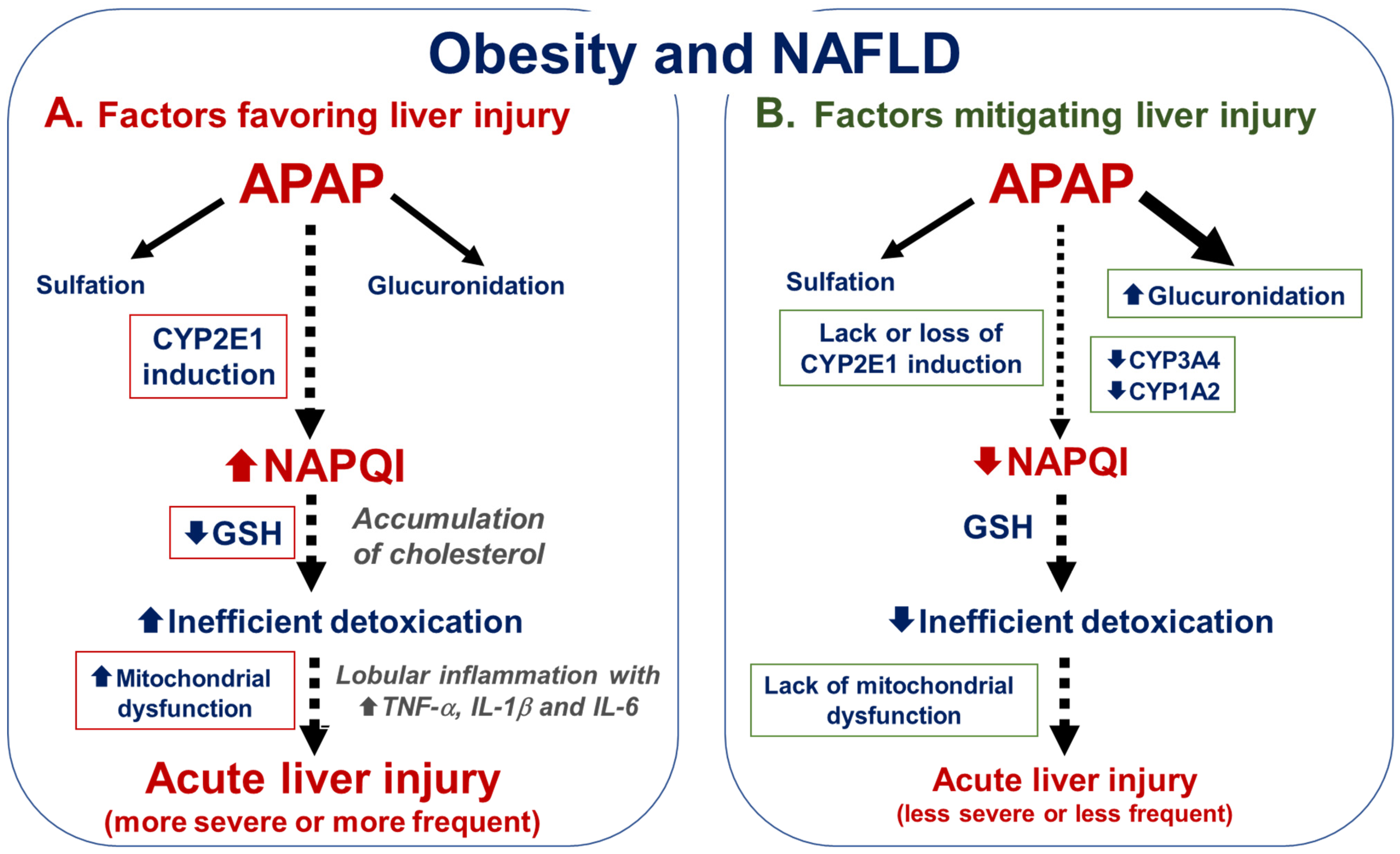 Livers 03 00003 g002