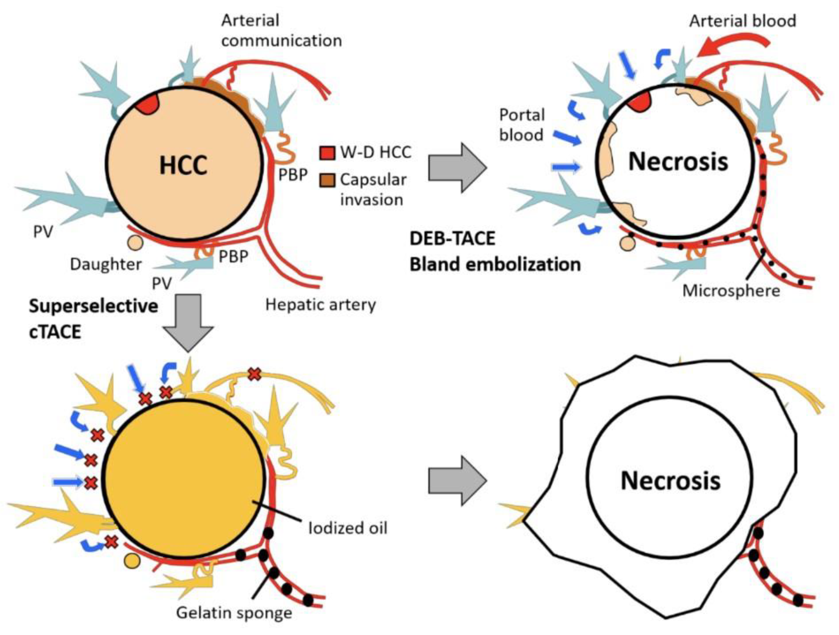 Livers 03 00012 g001 Livers 03 00012 g001