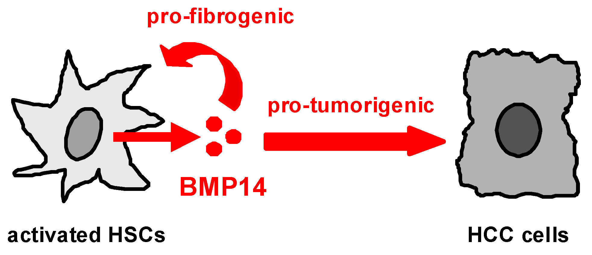 Livers 03 00019 g004