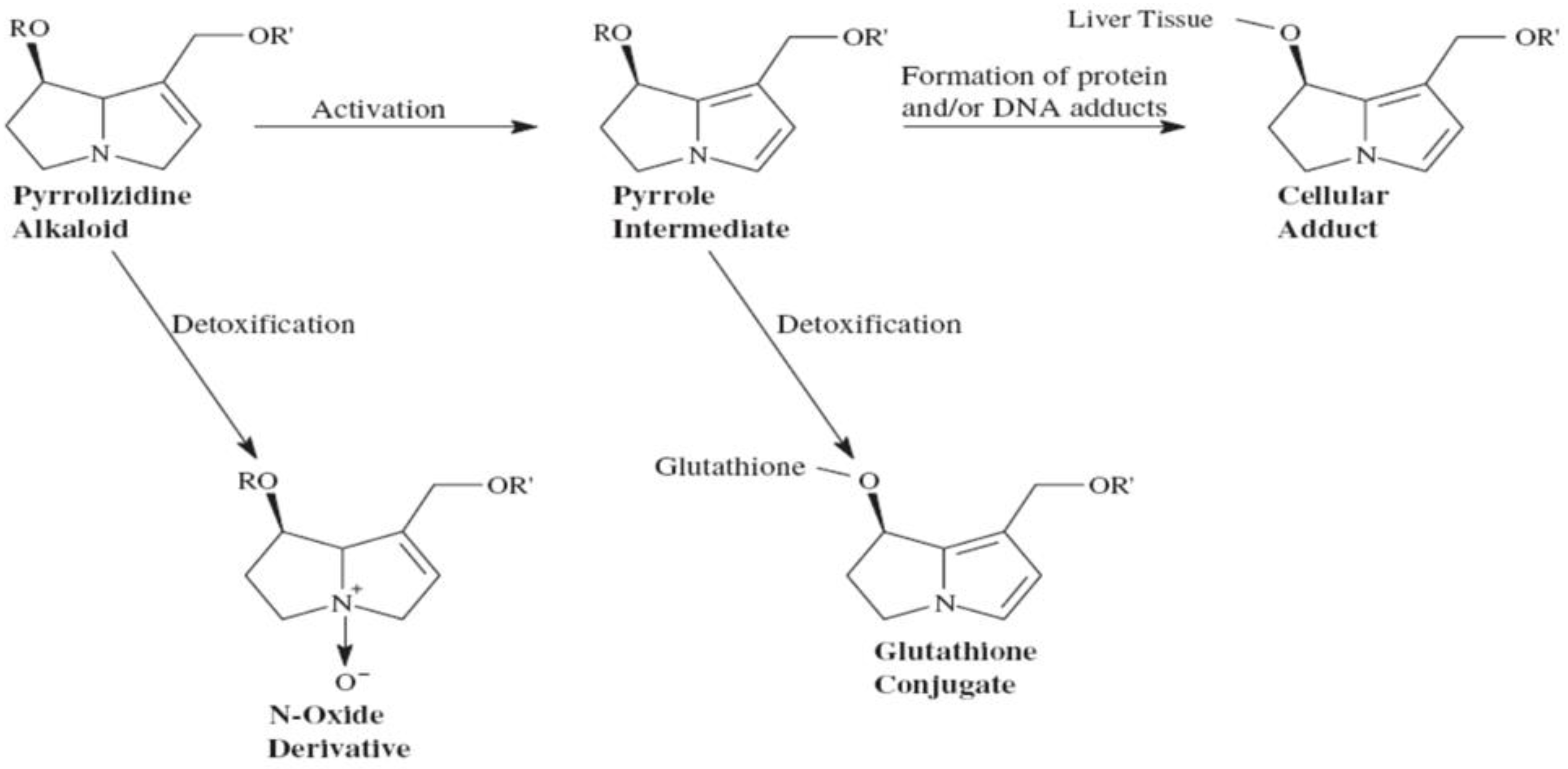 Livers 03 00041 g004