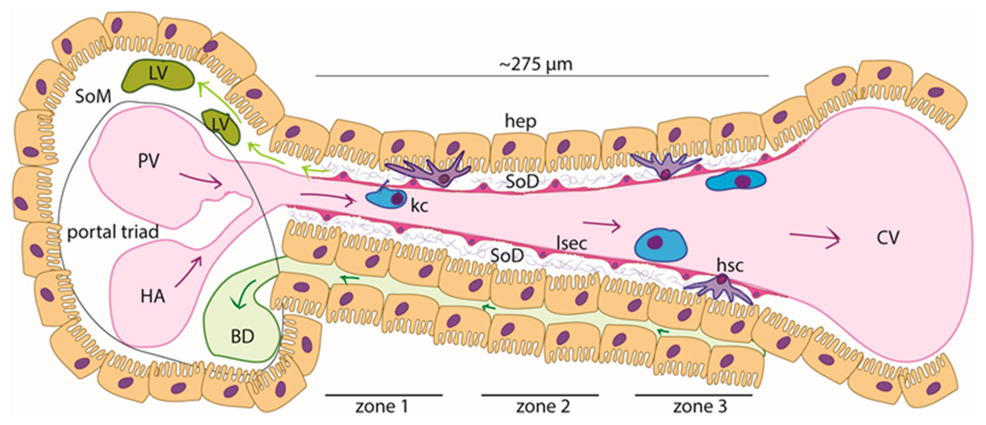 Livers 03 00043 g001
