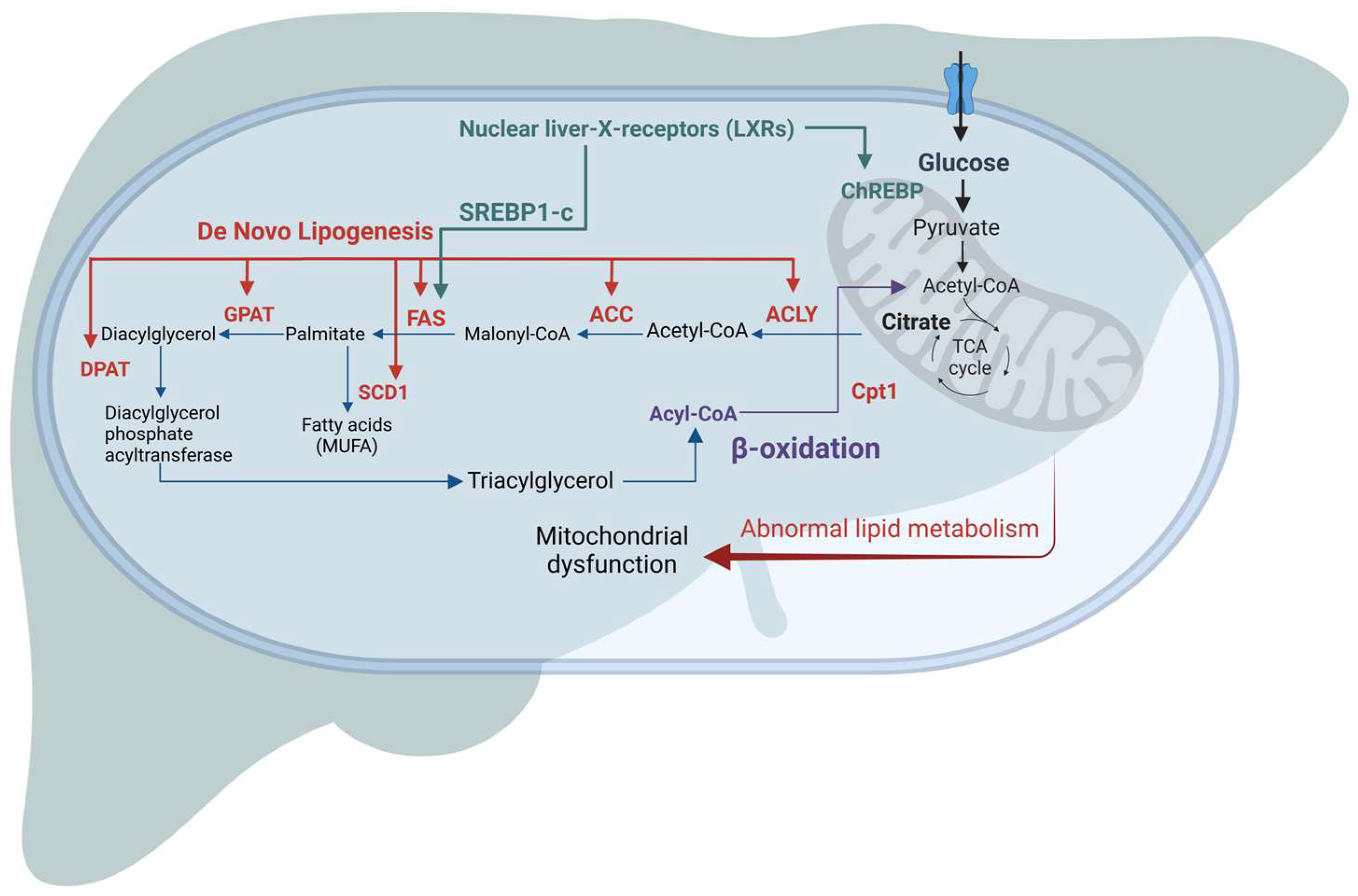Livers 03 00045 g002