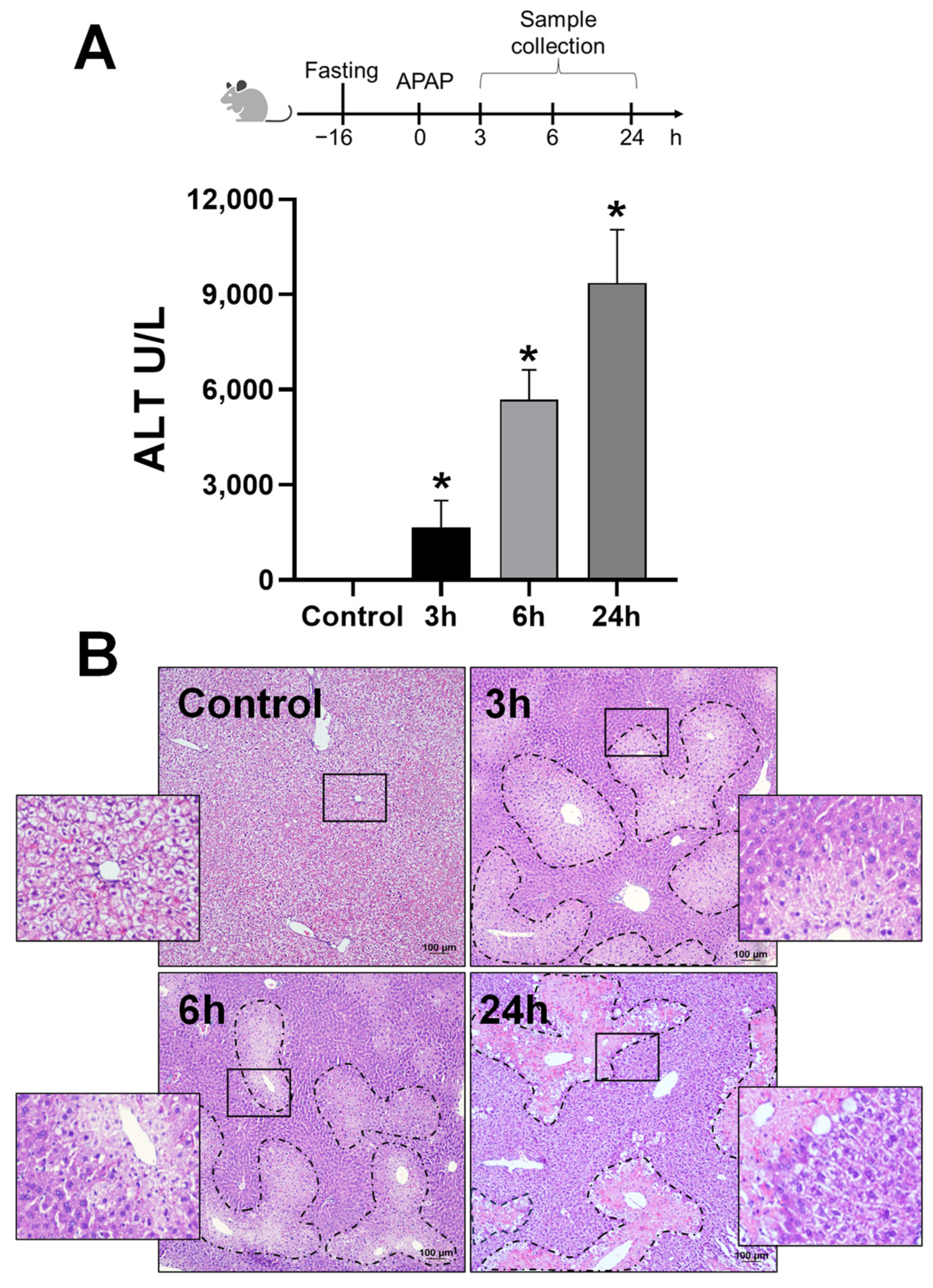 Livers 04 00002 g001