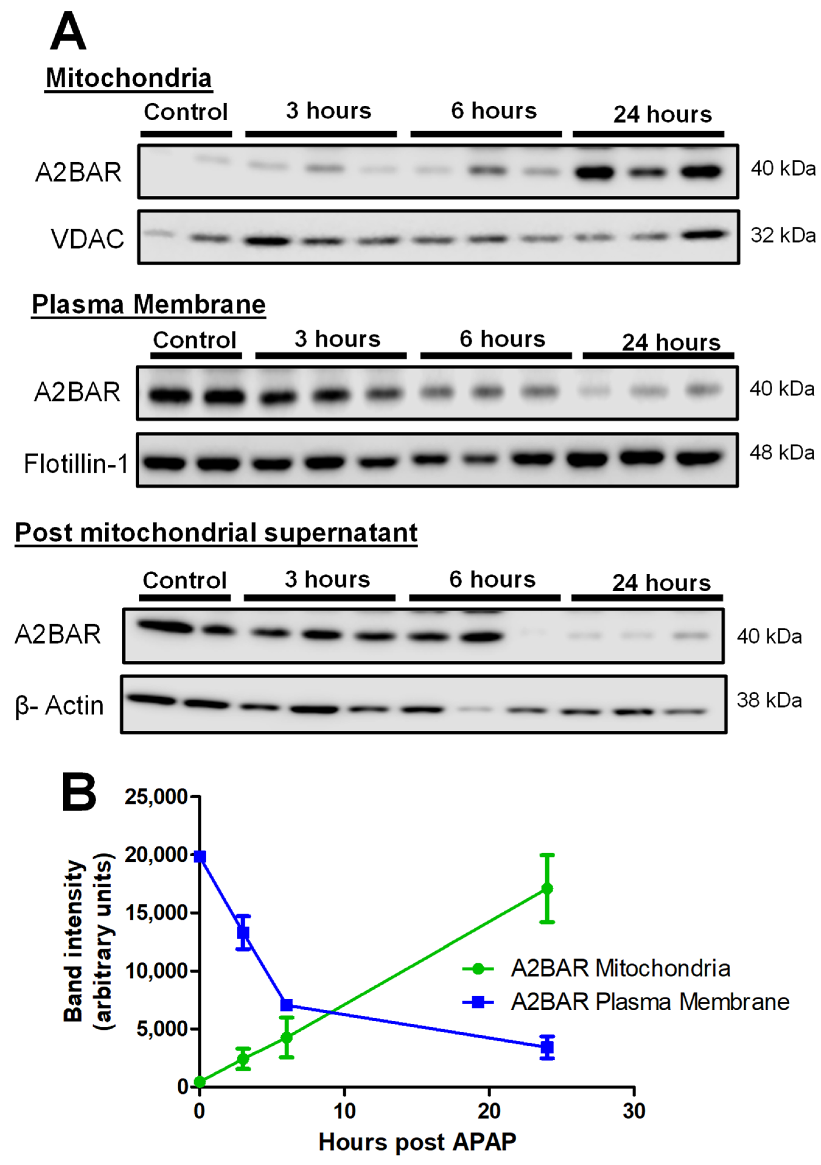 Livers 04 00002 g002